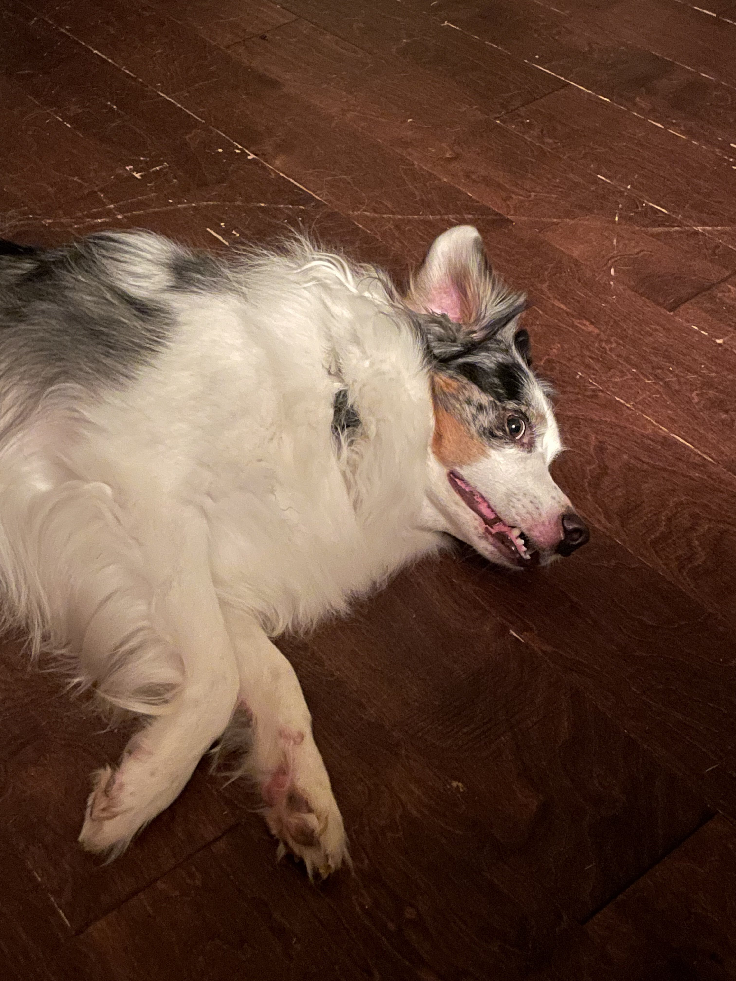 Fixed Male Purebred Australian Shepherd image 3