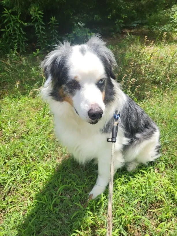 Fixed Male Purebred Australian Shepherd image 2