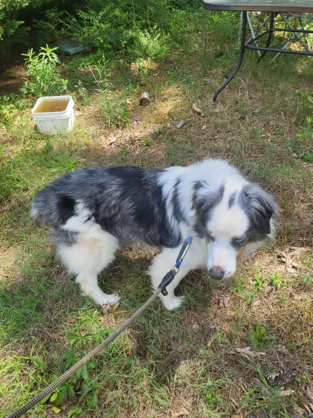 Fixed Male Purebred Australian Shepherd image 1