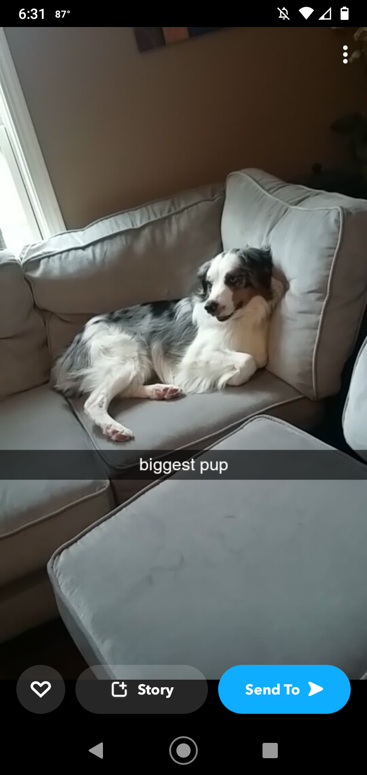 Fixed Male Purebred Australian Shepherd image 5