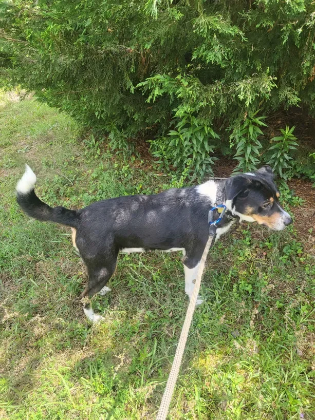 Female Mixed Breed image 2
