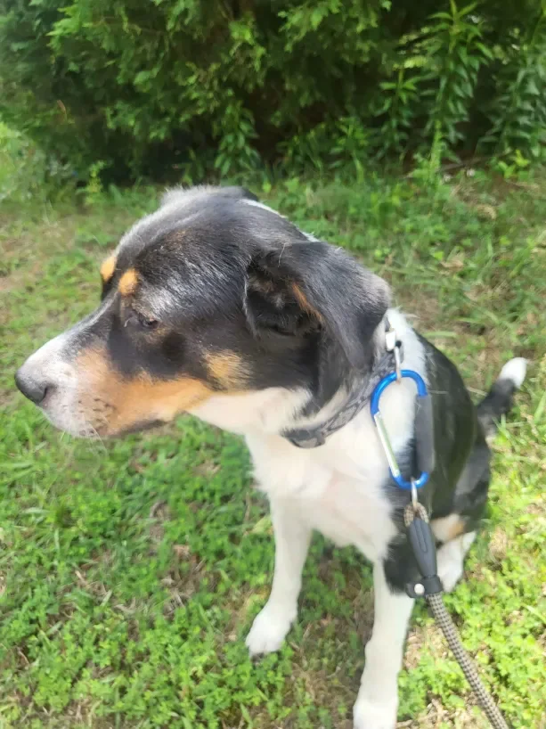 Female Mixed Breed image 1