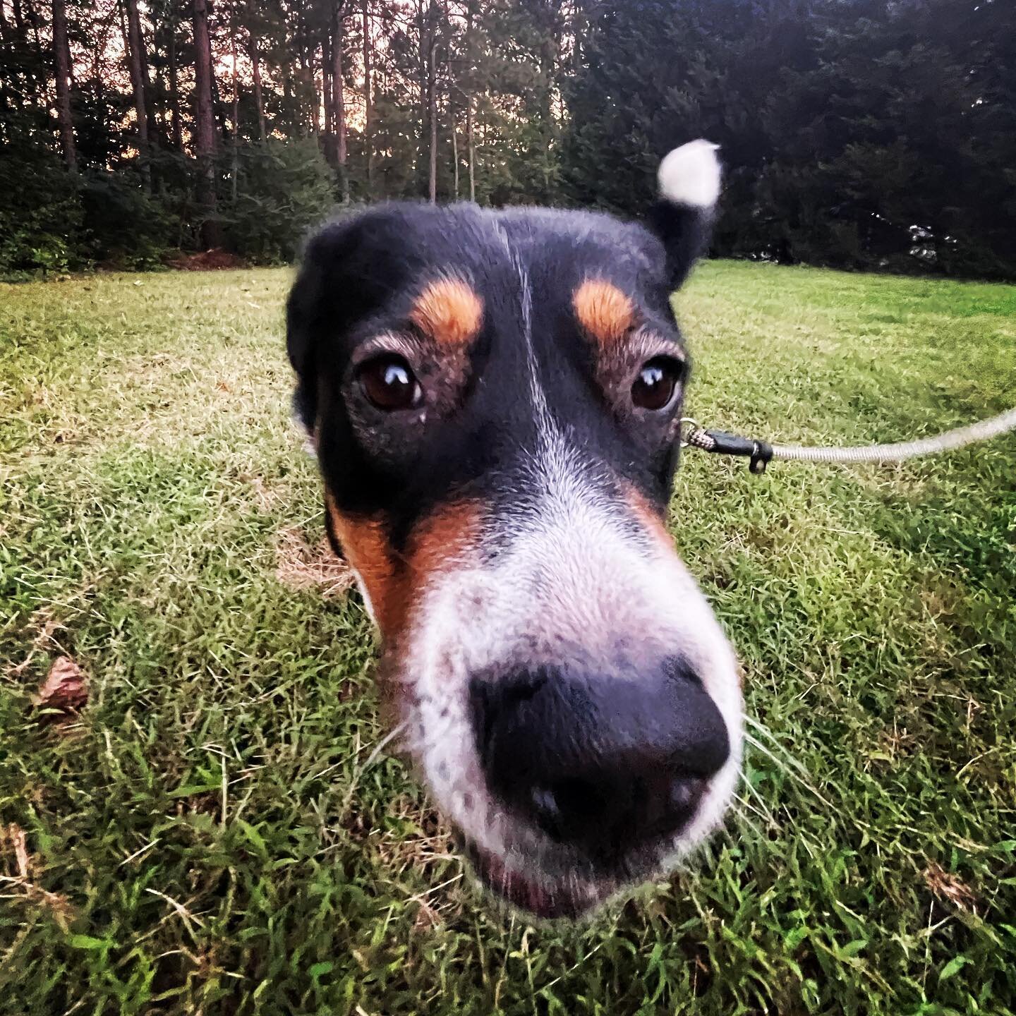 Female Mixed Breed image 3