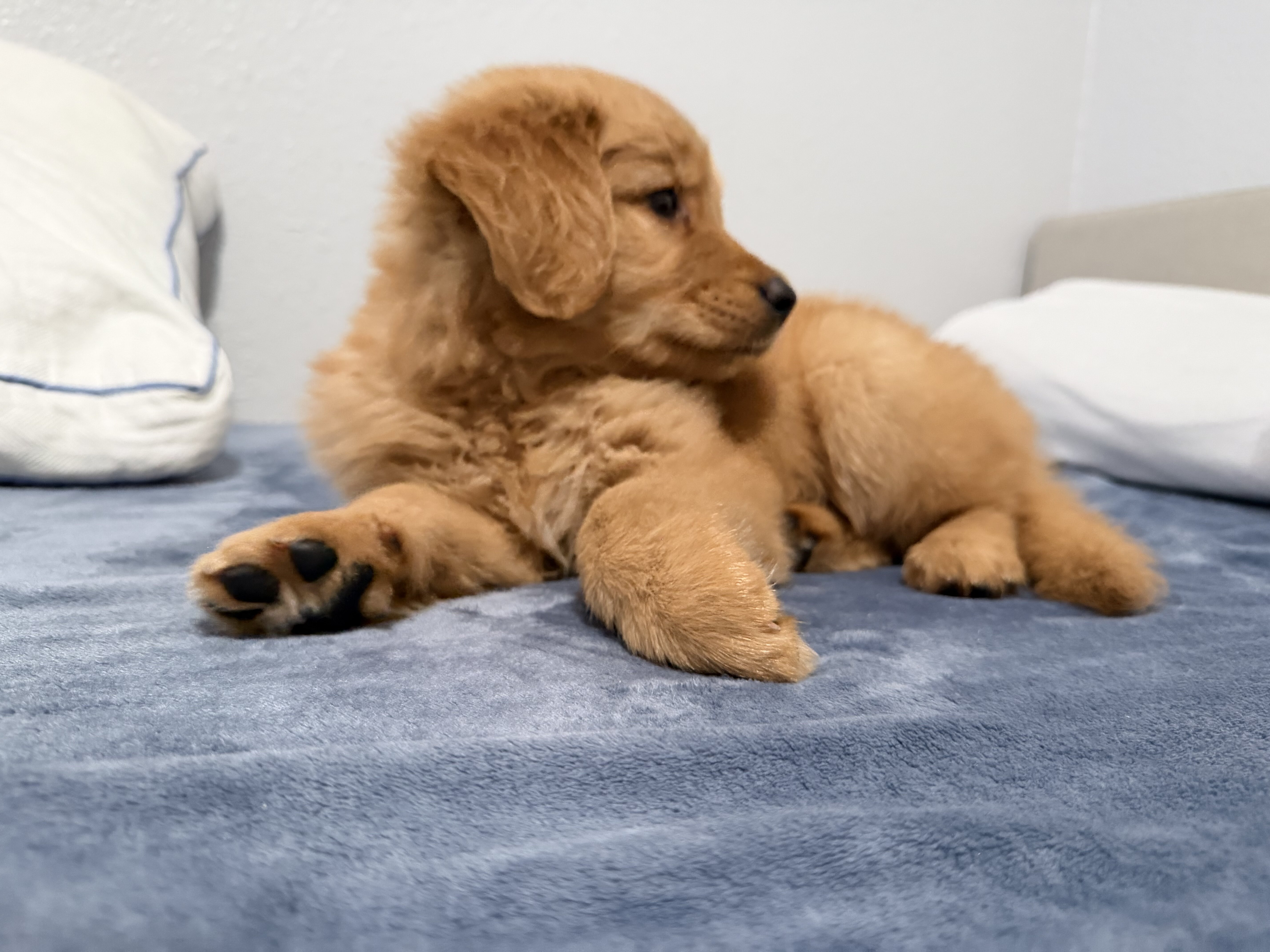 Golden retriever image 2