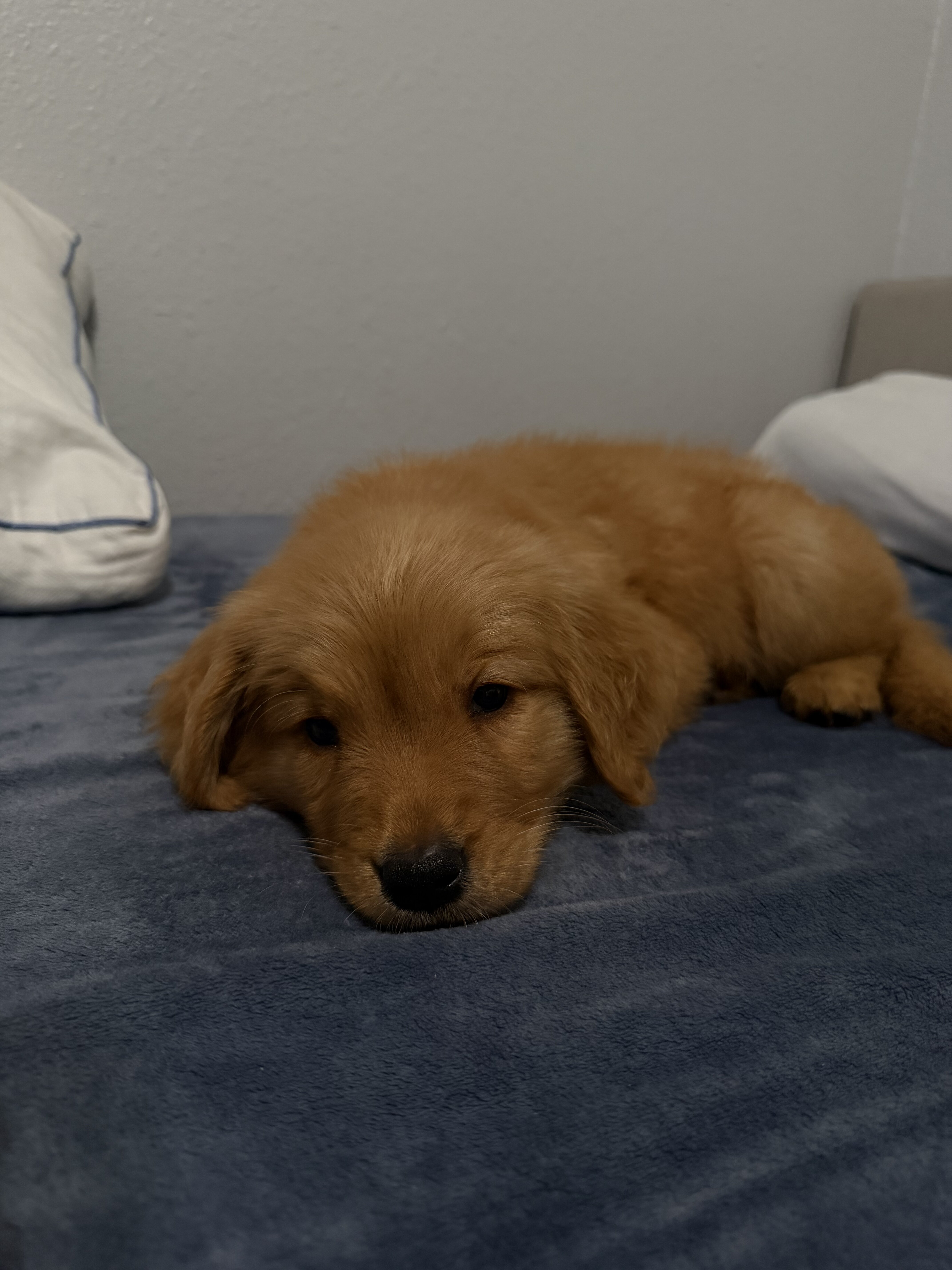 Golden retriever image 1