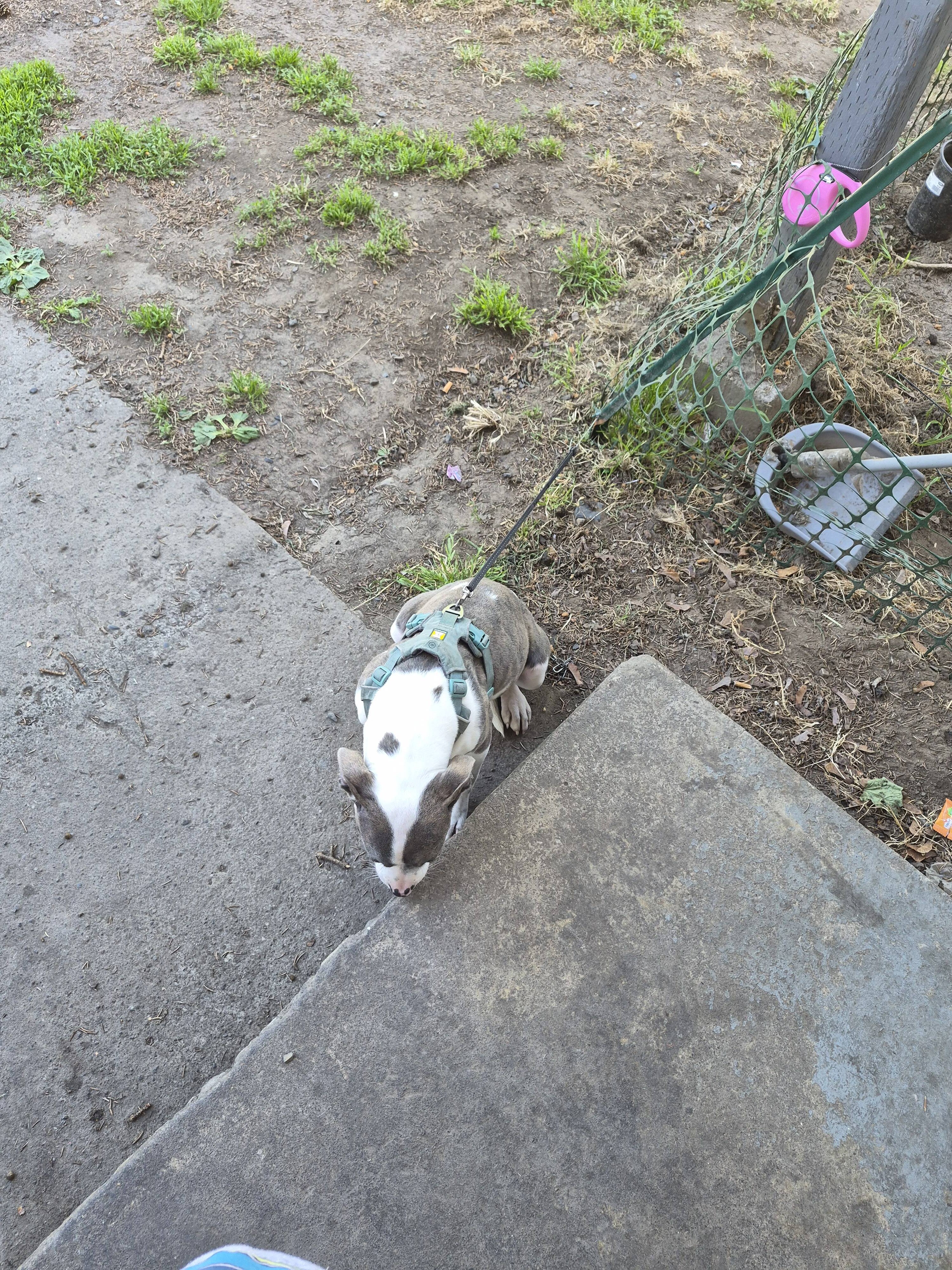 Female American Pitt Bulldog image 2