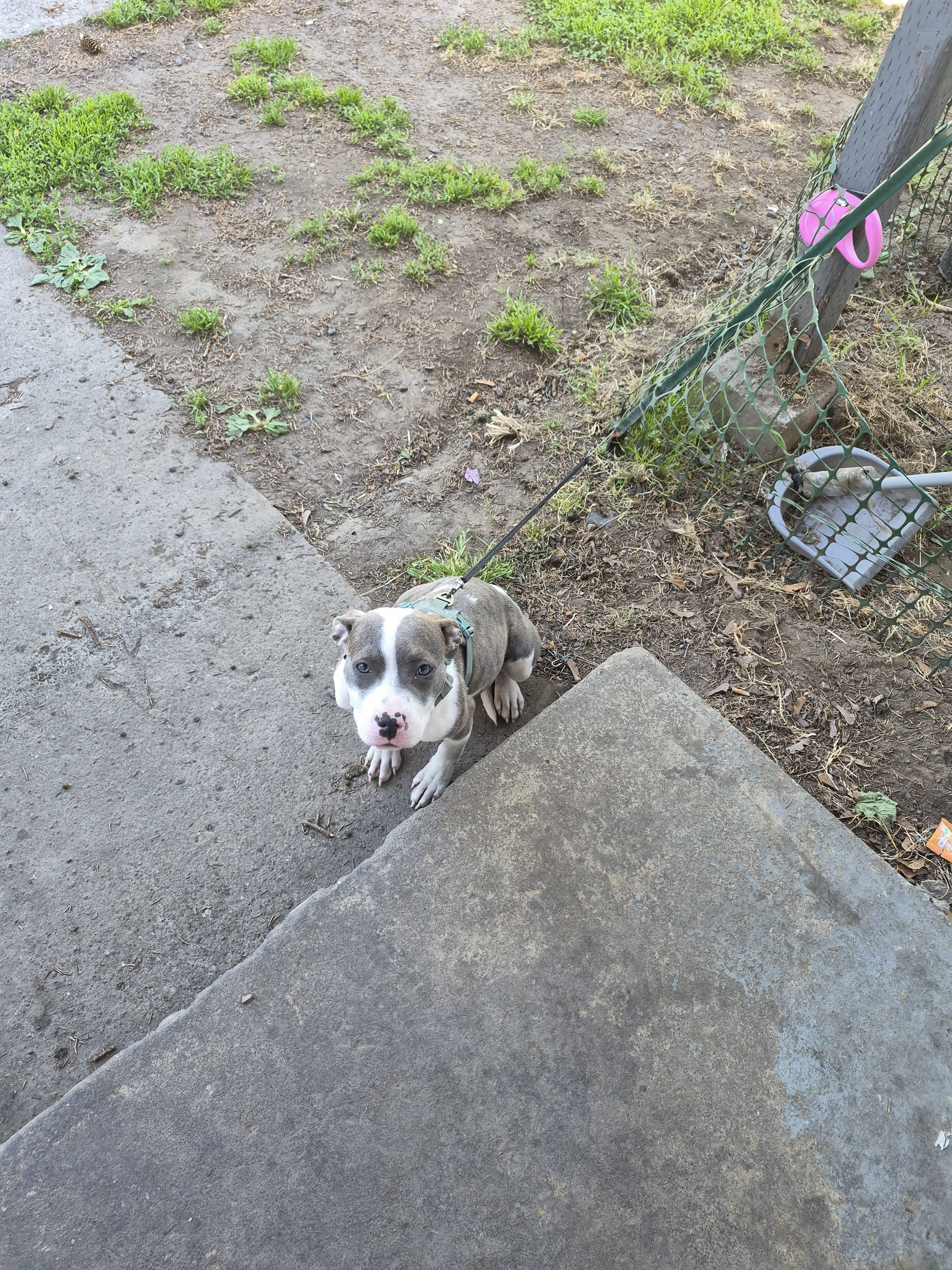 Female American Pitt Bulldog image 1