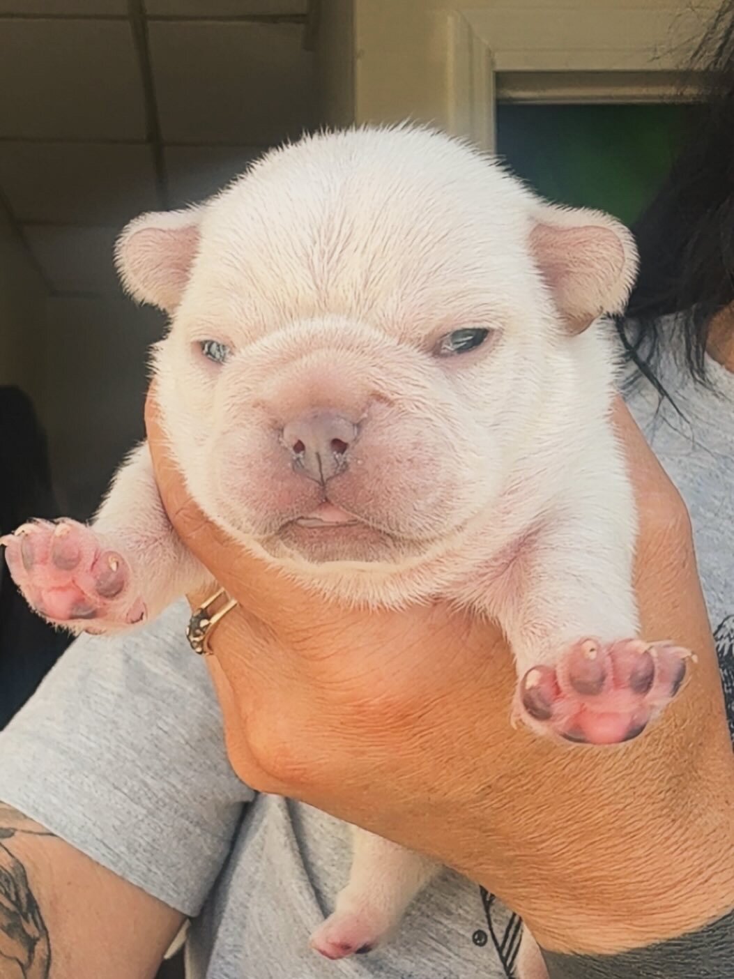 French Bulldog image 1