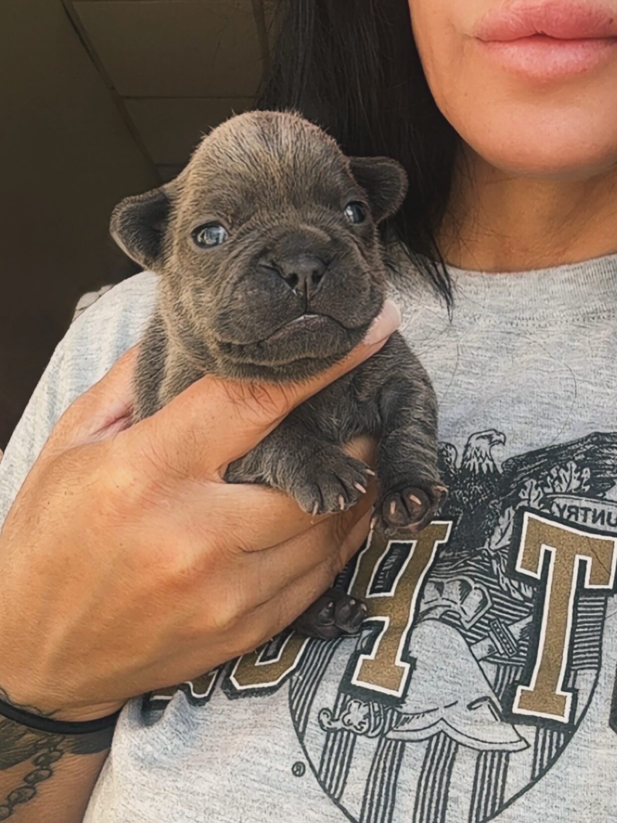 French Bulldog image 2