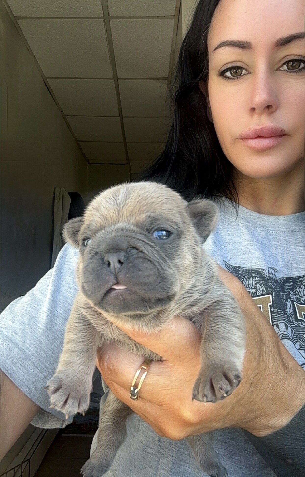 French Bulldog image 3
