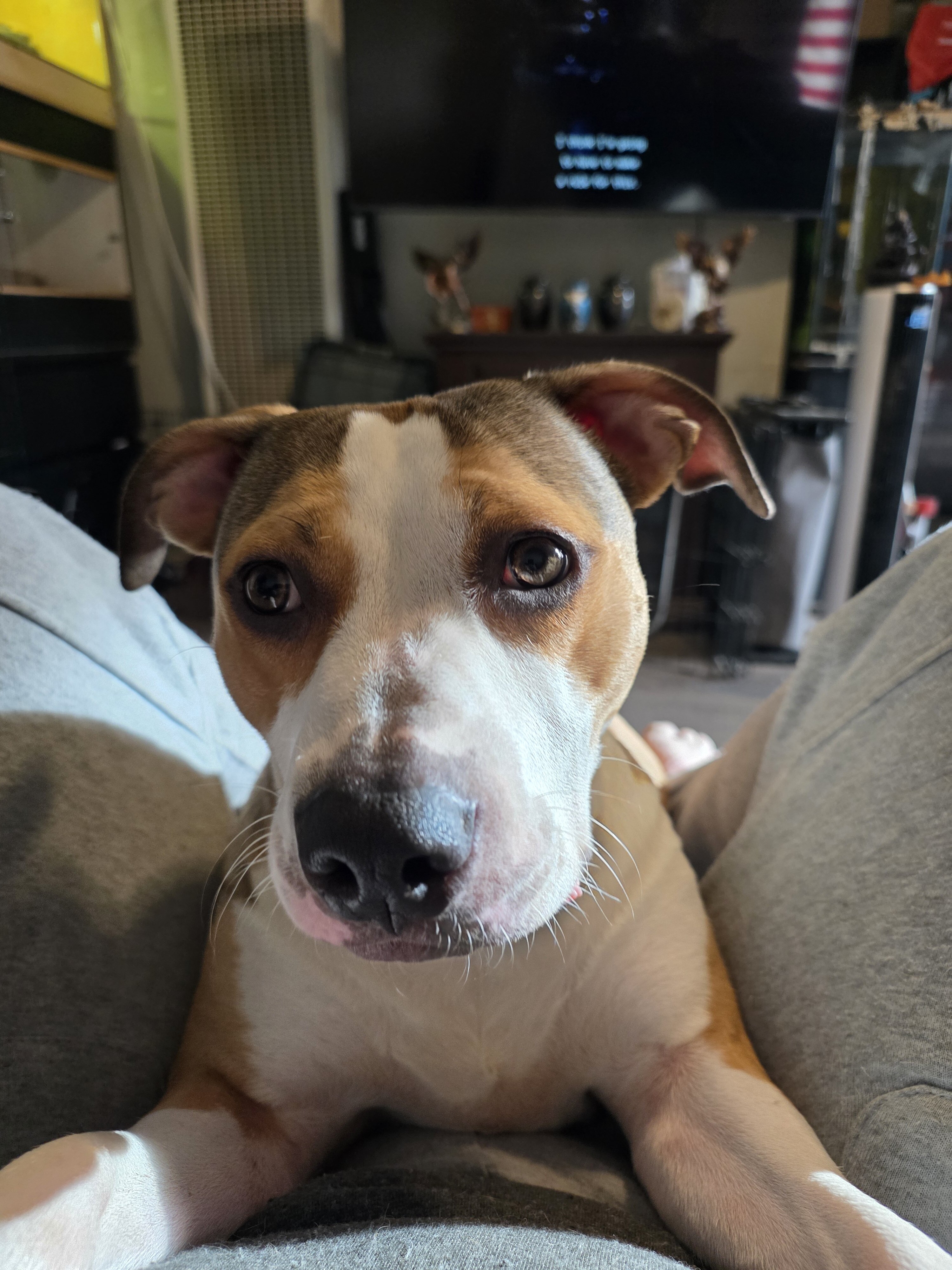 Free 1 Year Old Female American Pit Terrier image 1