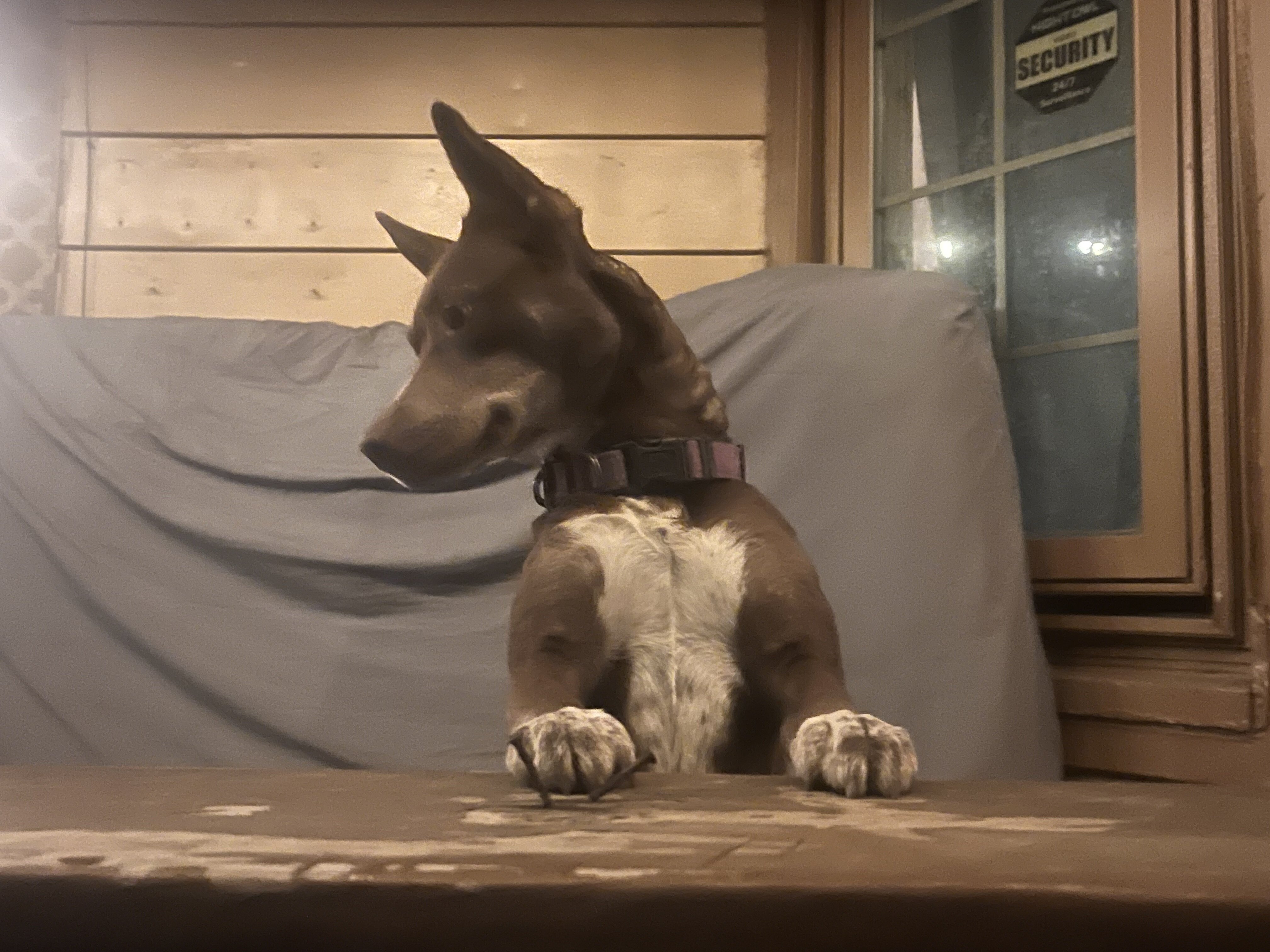 Bully pit Puppies COMING SOON image 2