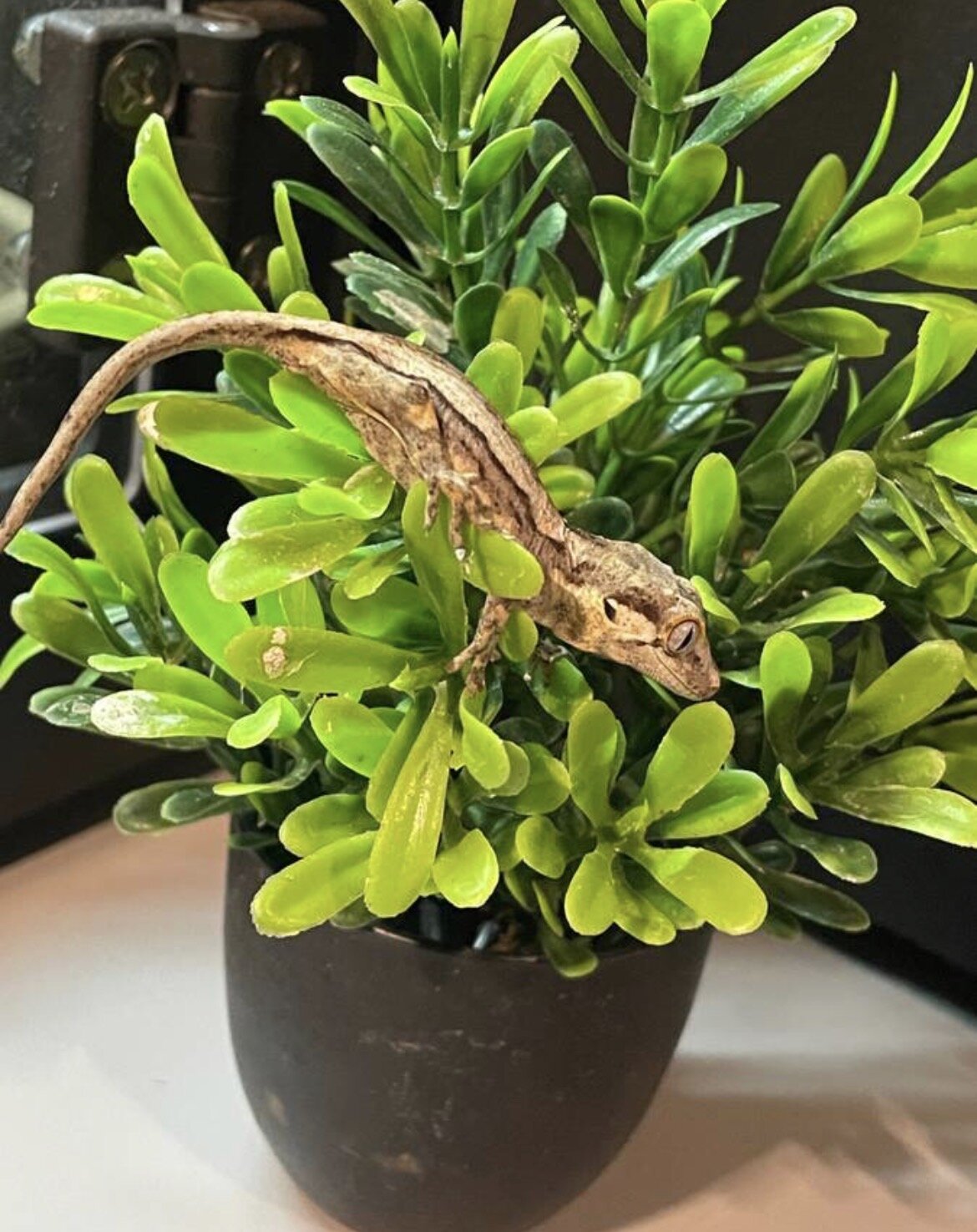 Gargoyle gecko hatched 3/2 image 1