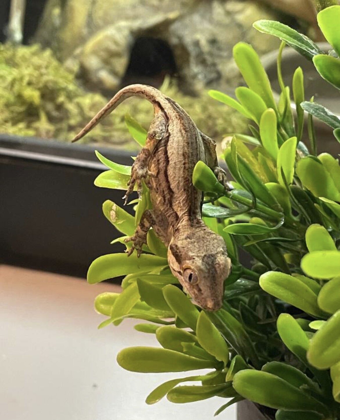 Gargoyle gecko hatched 3/2 image 2