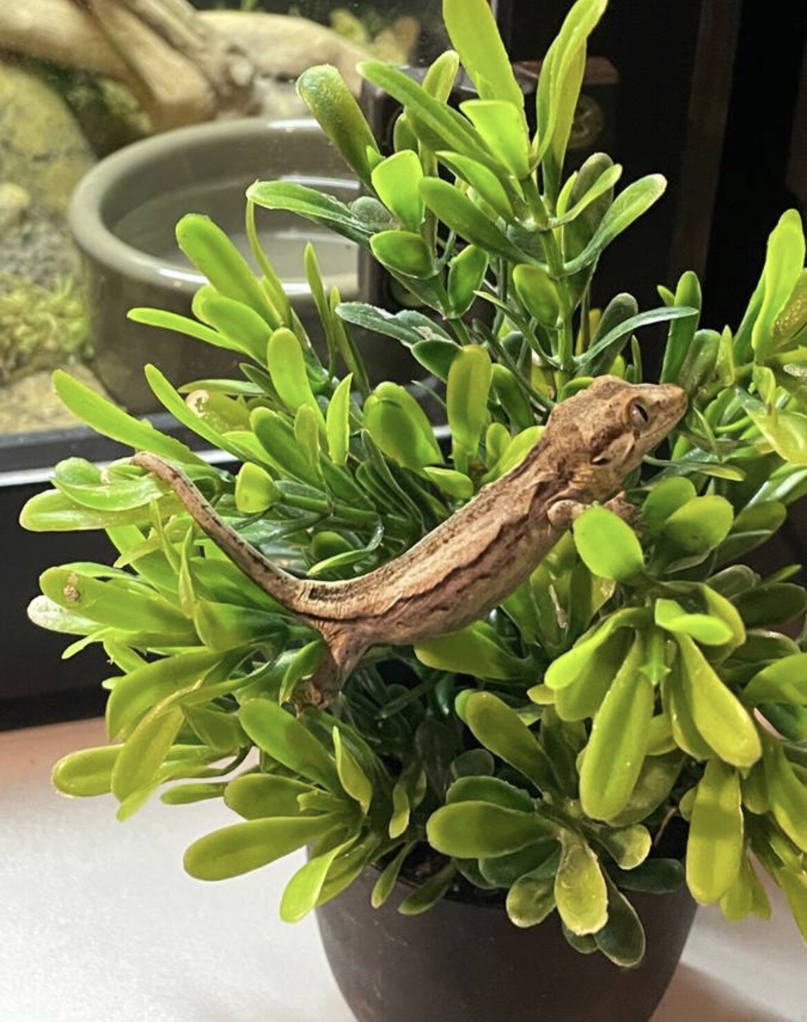Gargoyle gecko hatched 3/2 image 3