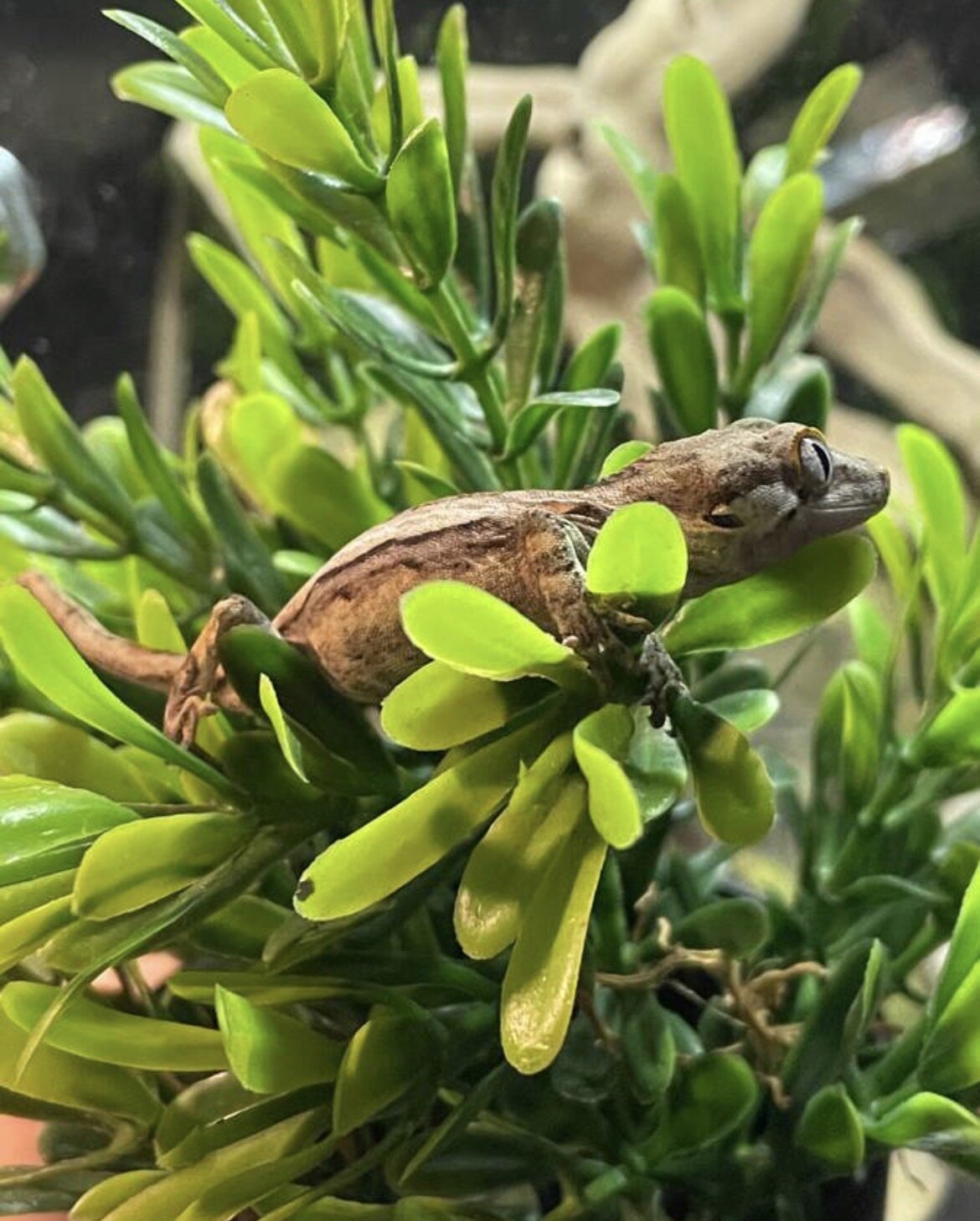 Gargoyle gecko hatched 3/2 image 4