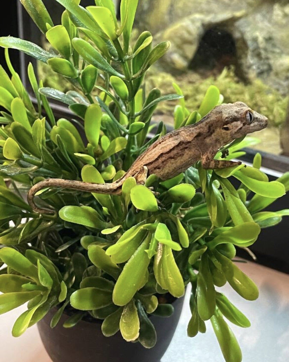 Gargoyle gecko hatched 3/2 image 5