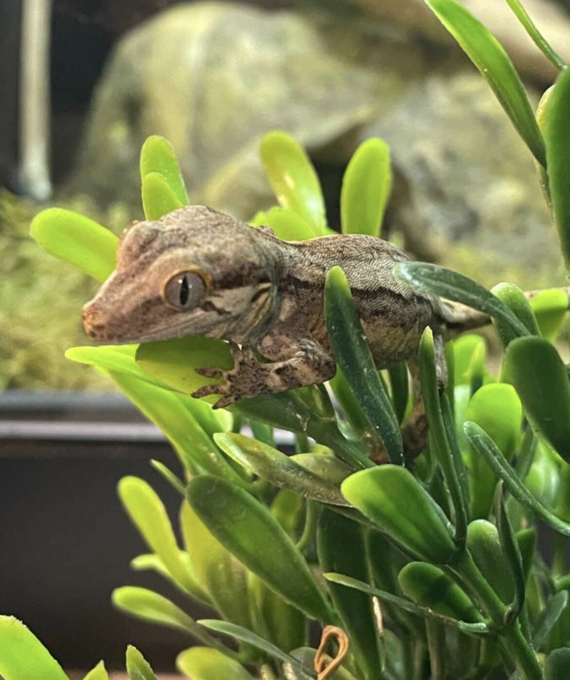 Gargoyle gecko hatched 3/2 image 6