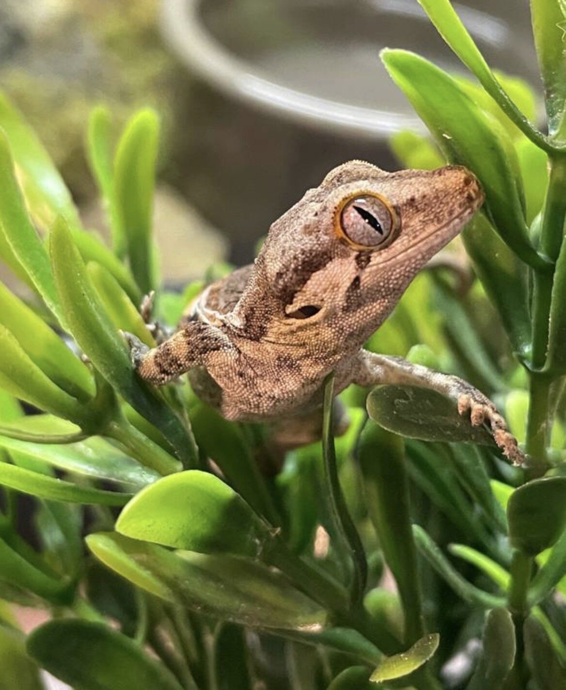 Gargoyle gecko hatched 3/2 image 7