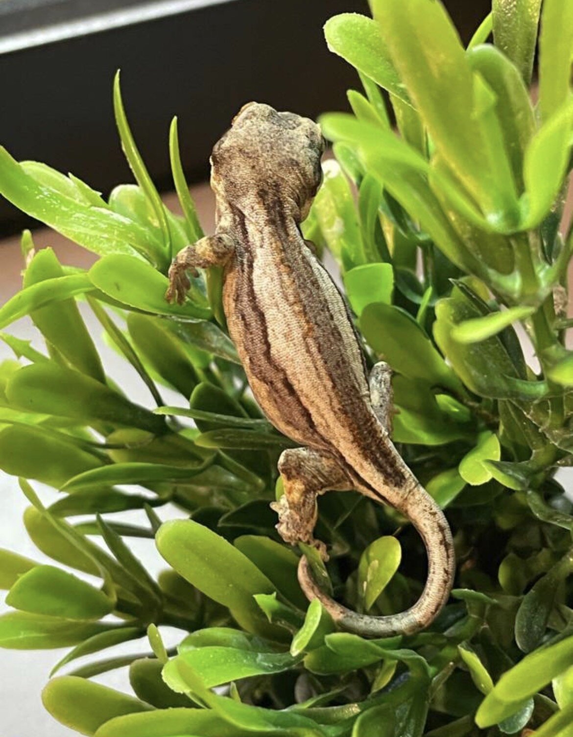 Gargoyle gecko hatched 3/2 image 8