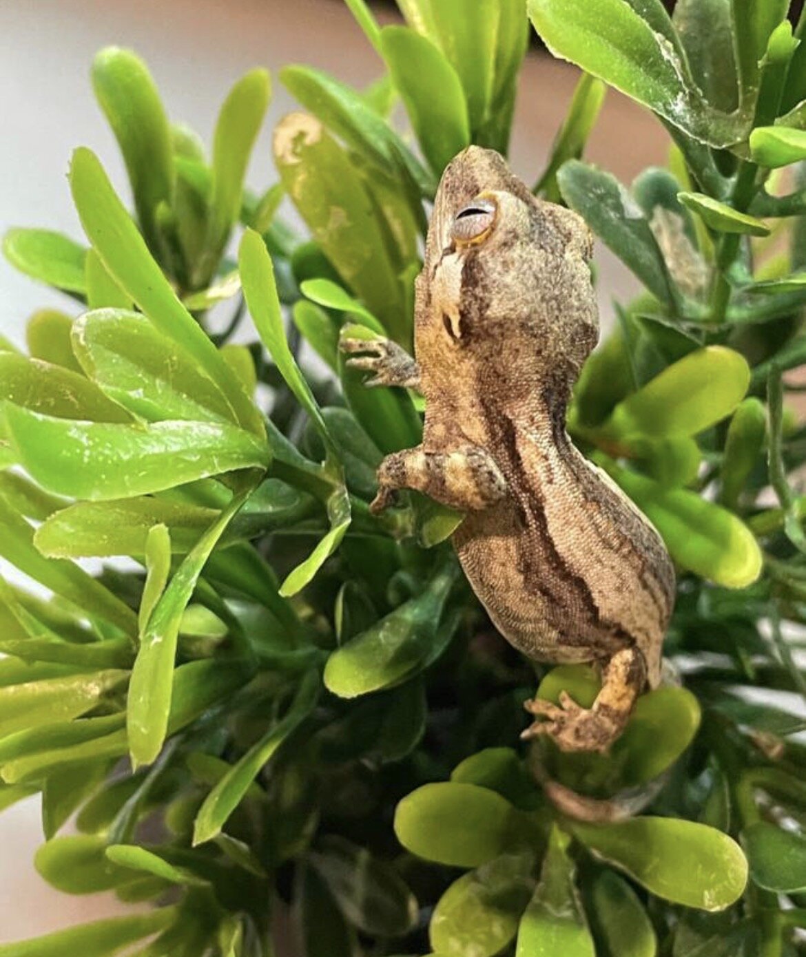 Gargoyle gecko hatched 3/2 image 9