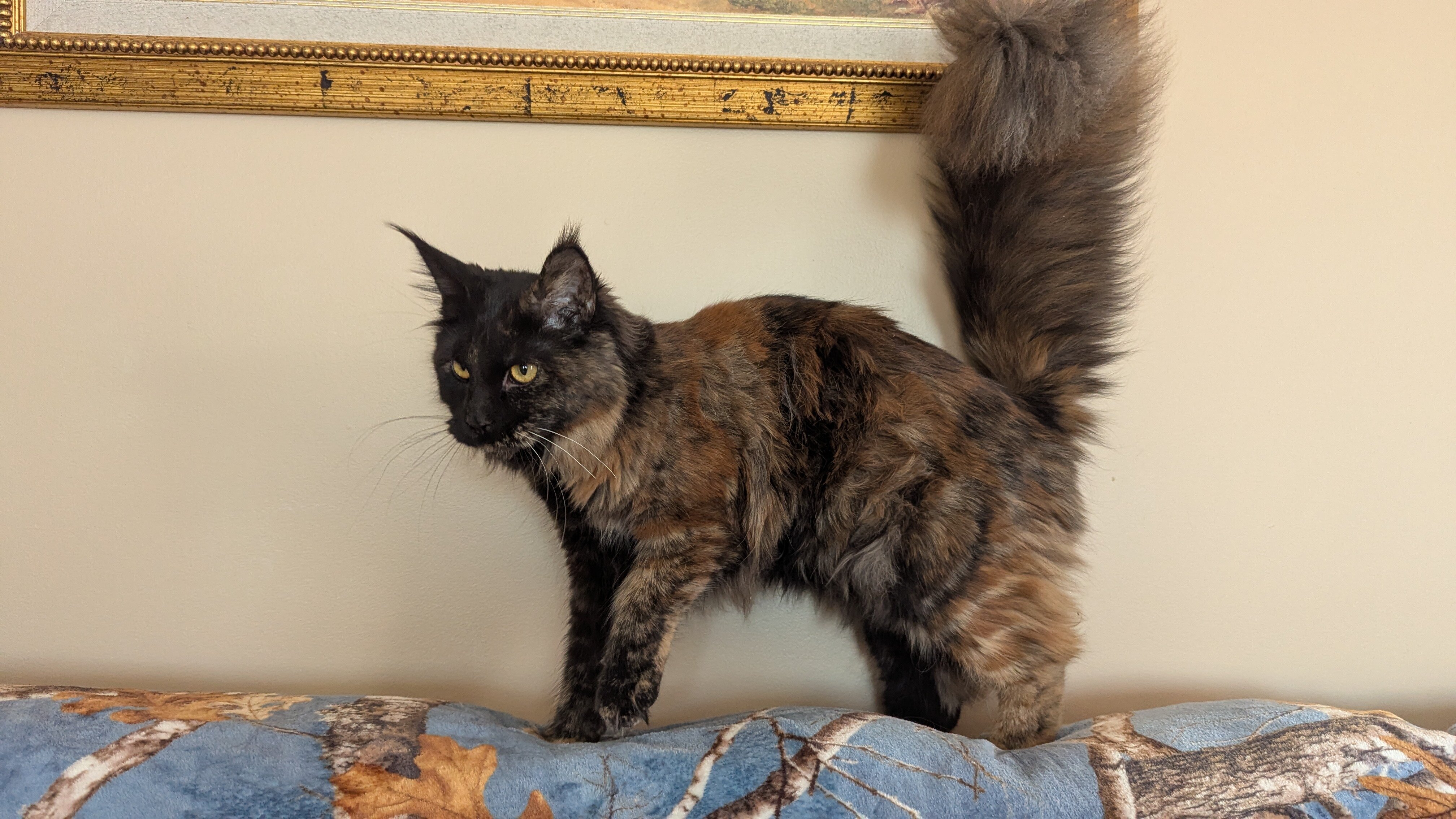 Maine Coon registered TICA upcomming litter image 2