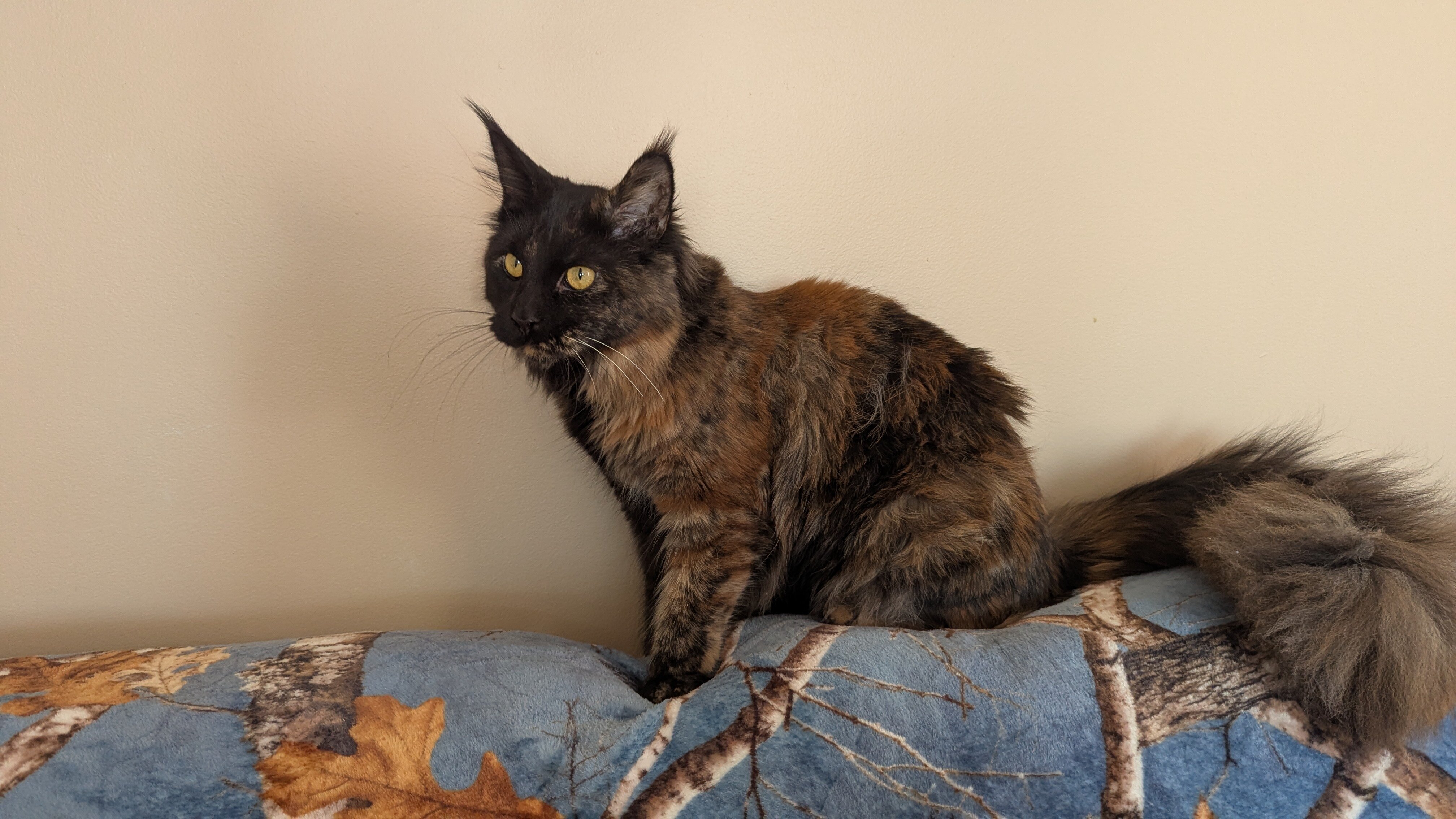 Maine Coon registered TICA upcomming litter image 1