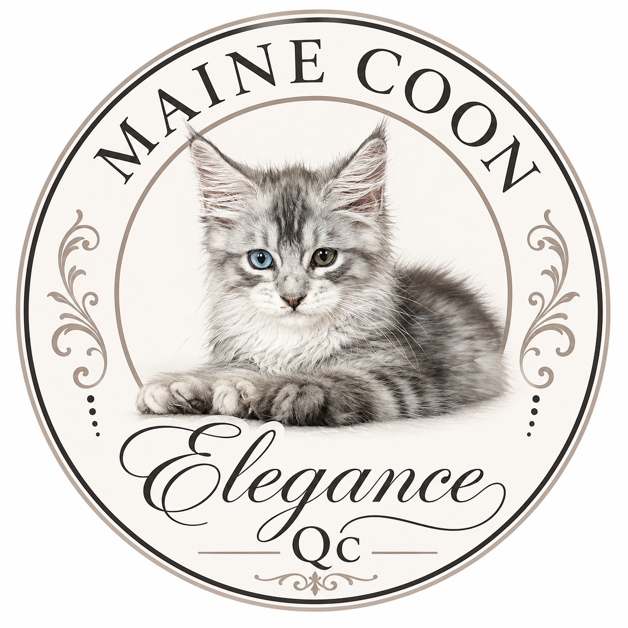 Maine Coon registered TICA upcomming litter image 5