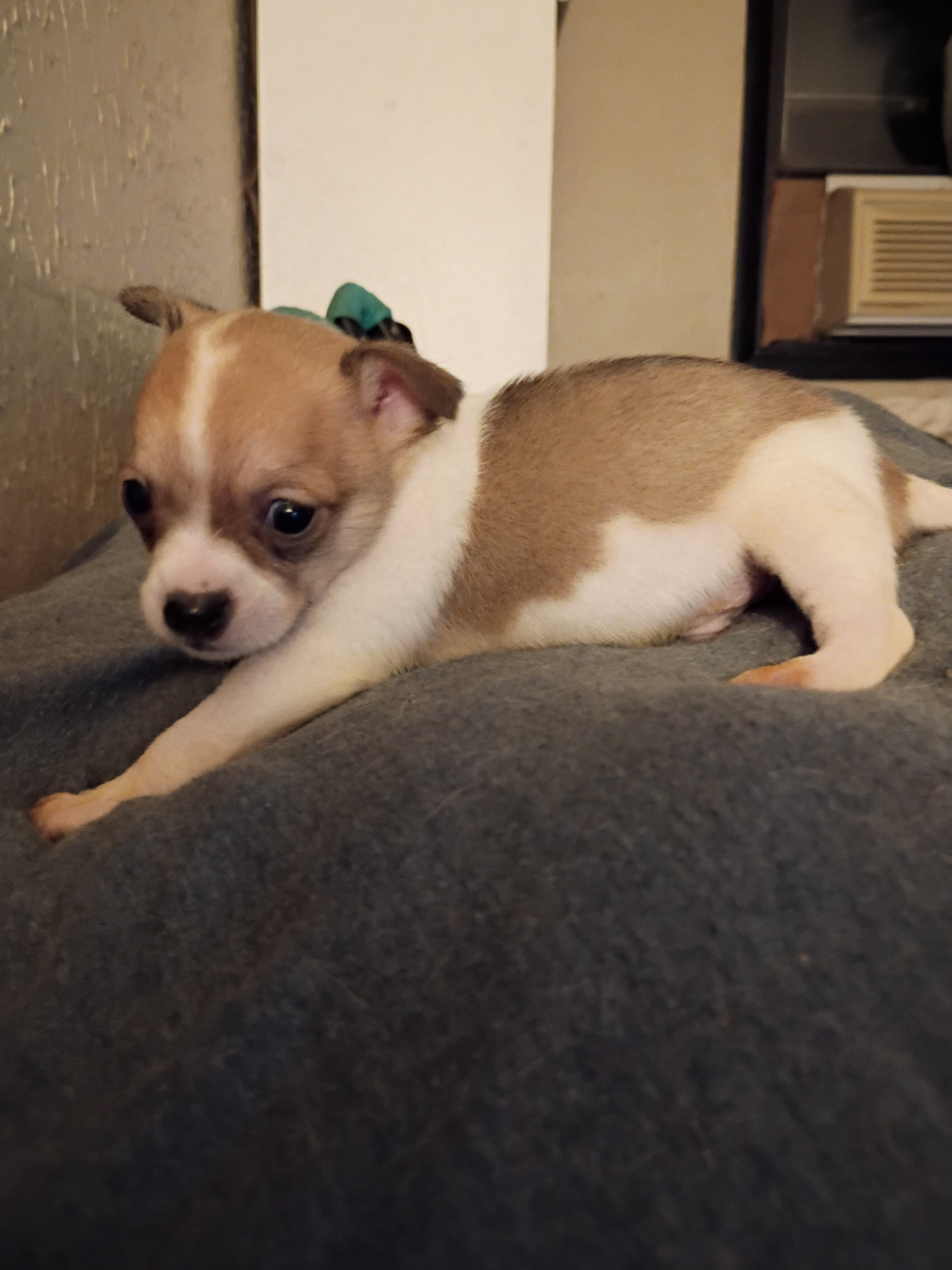 Shih-tzu/Chihuahua male puppy image 3