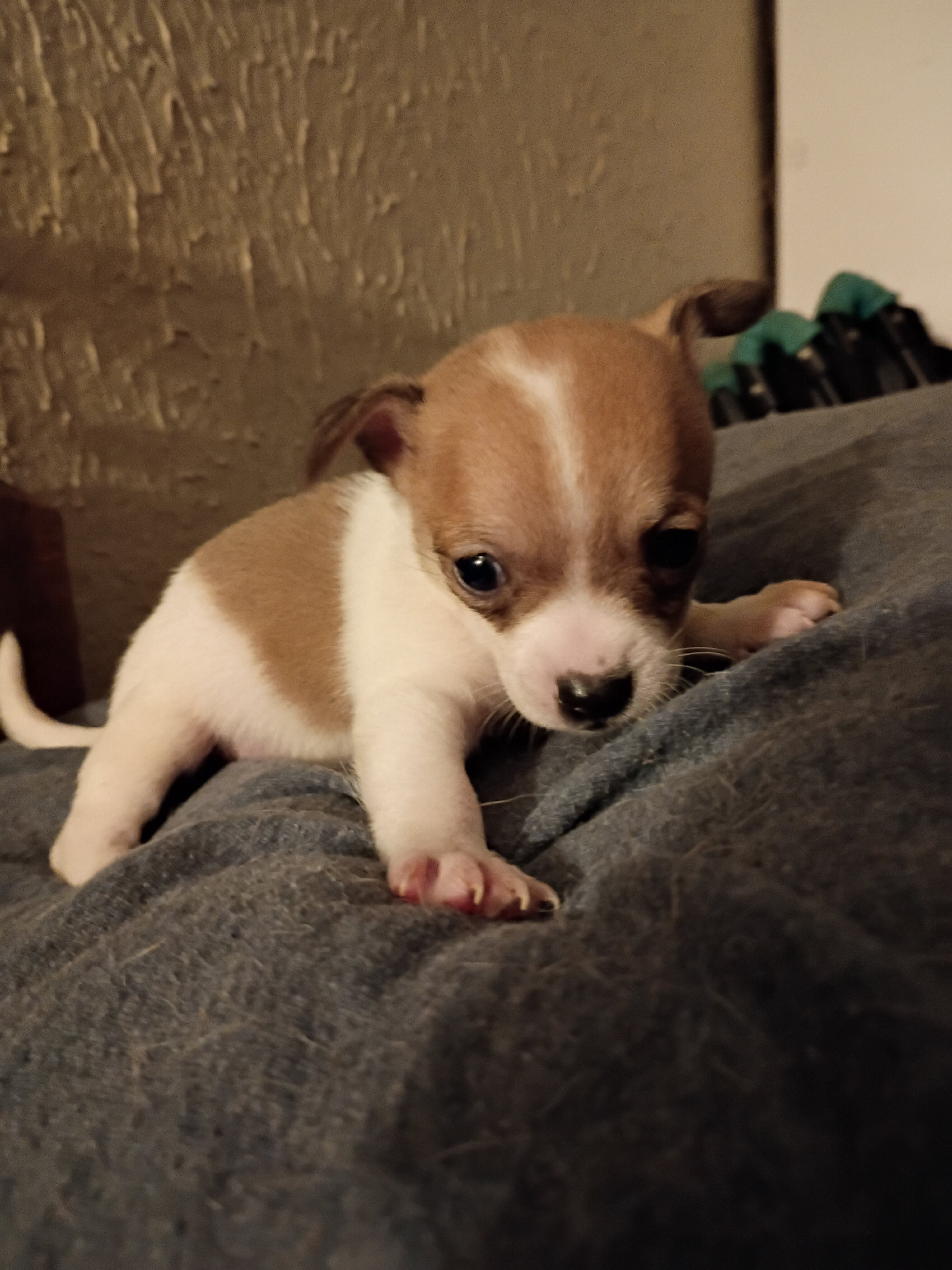 Shih-tzu/Chihuahua male puppy image 1