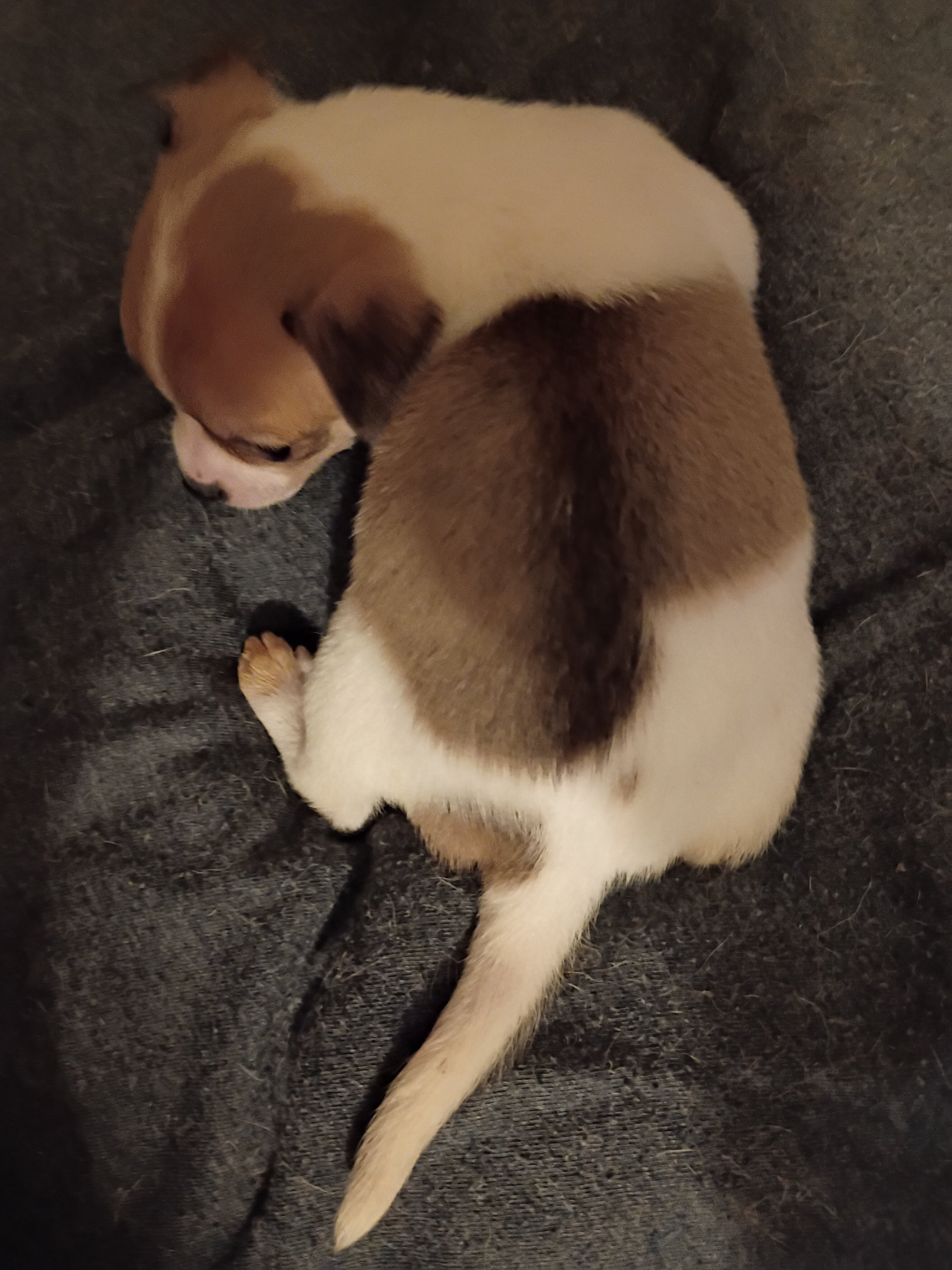 Shih-tzu/Chihuahua male puppy image 2