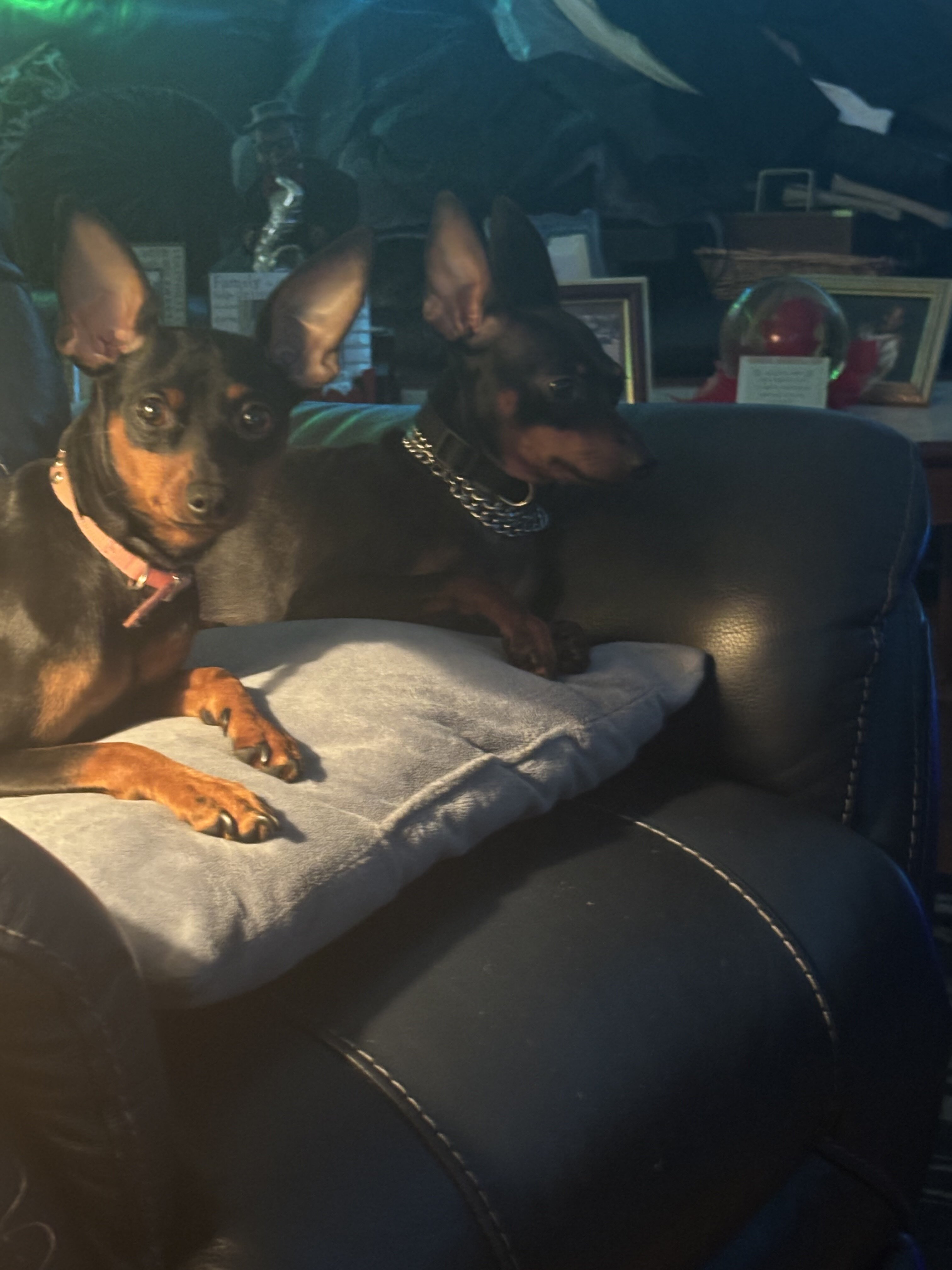 Miniature pinscher puppies image 1