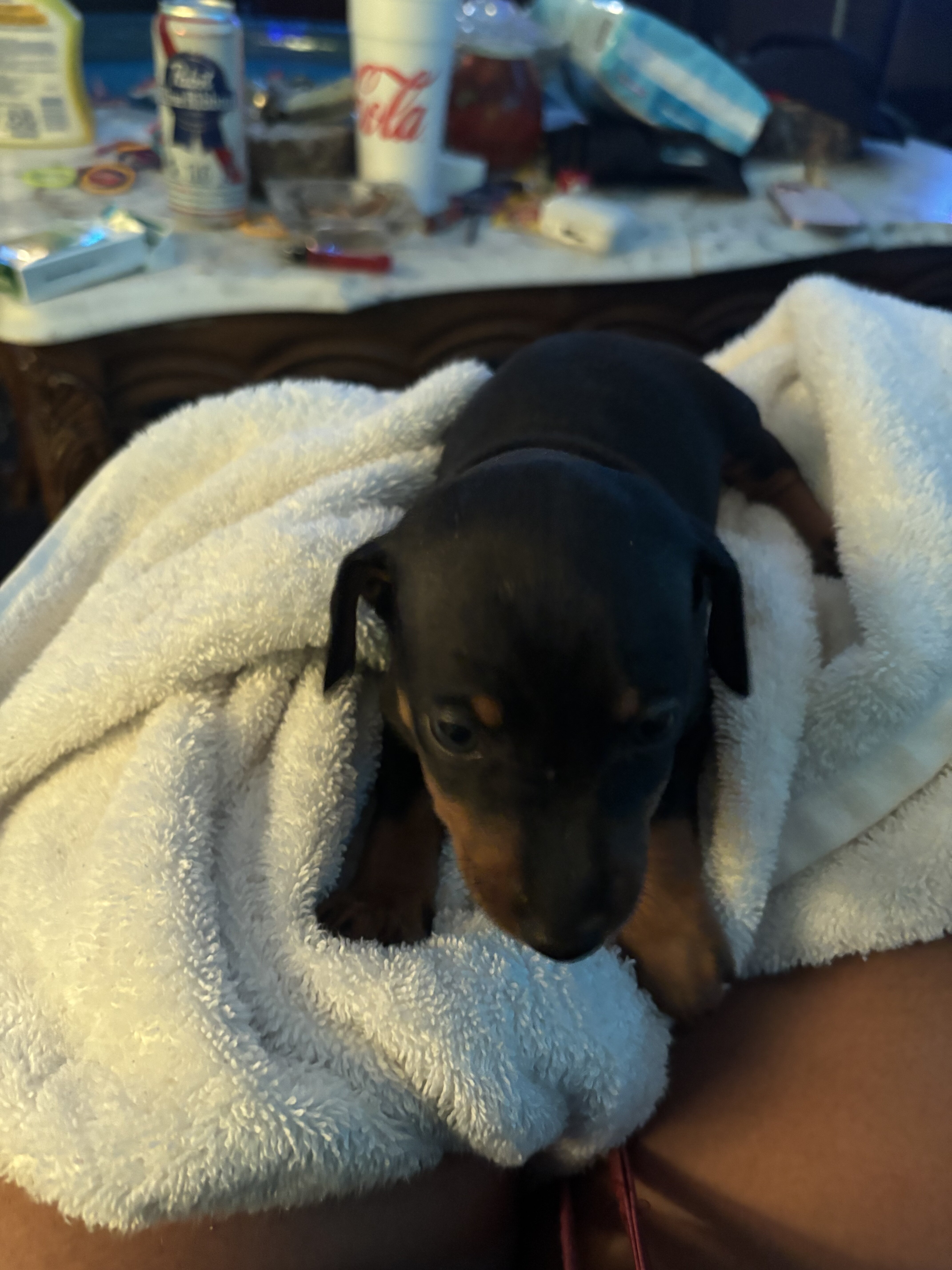 Miniature pinscher puppies image 5