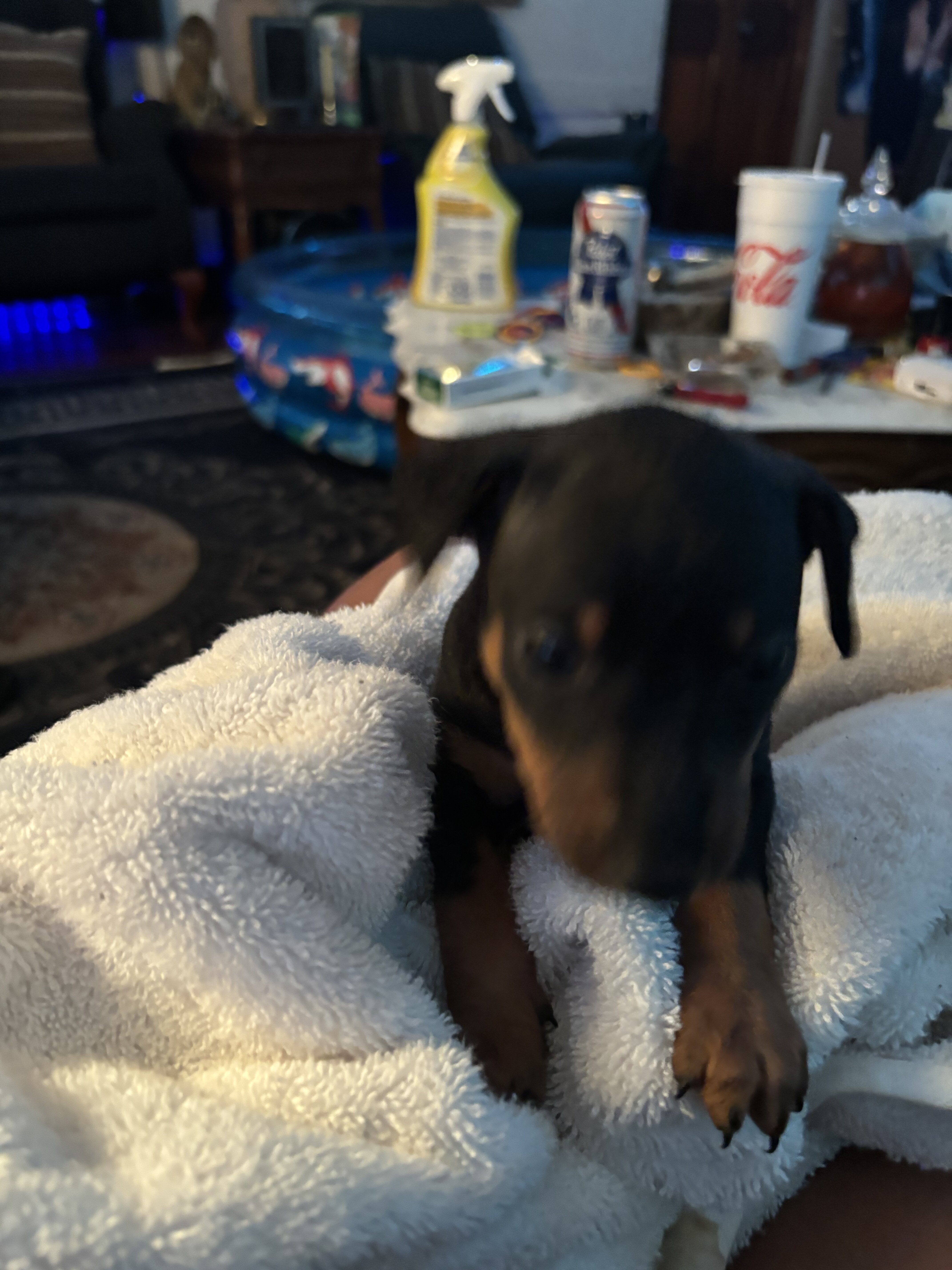 Miniature pinscher puppies image 6