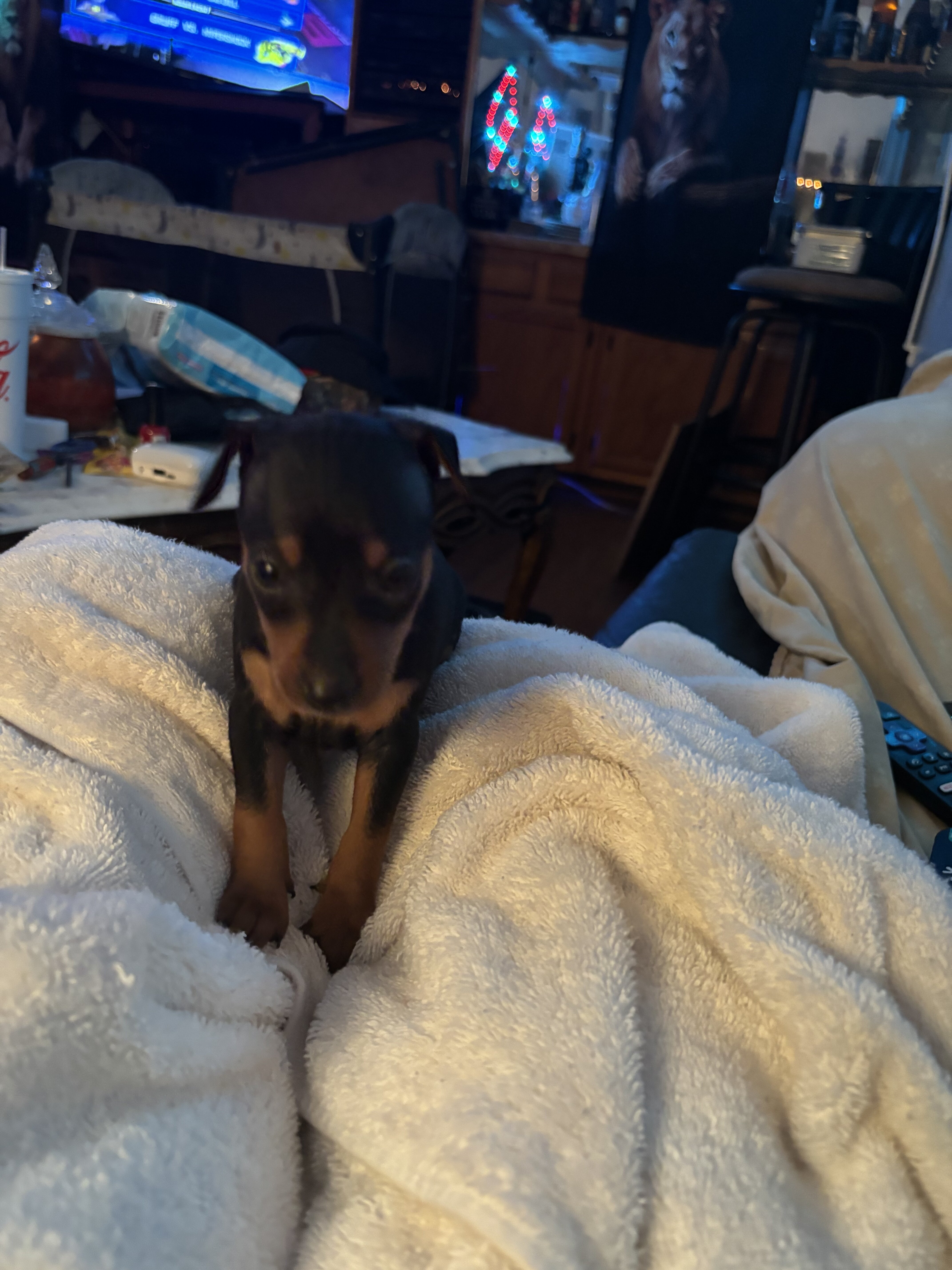 Miniature pinscher puppies image 4