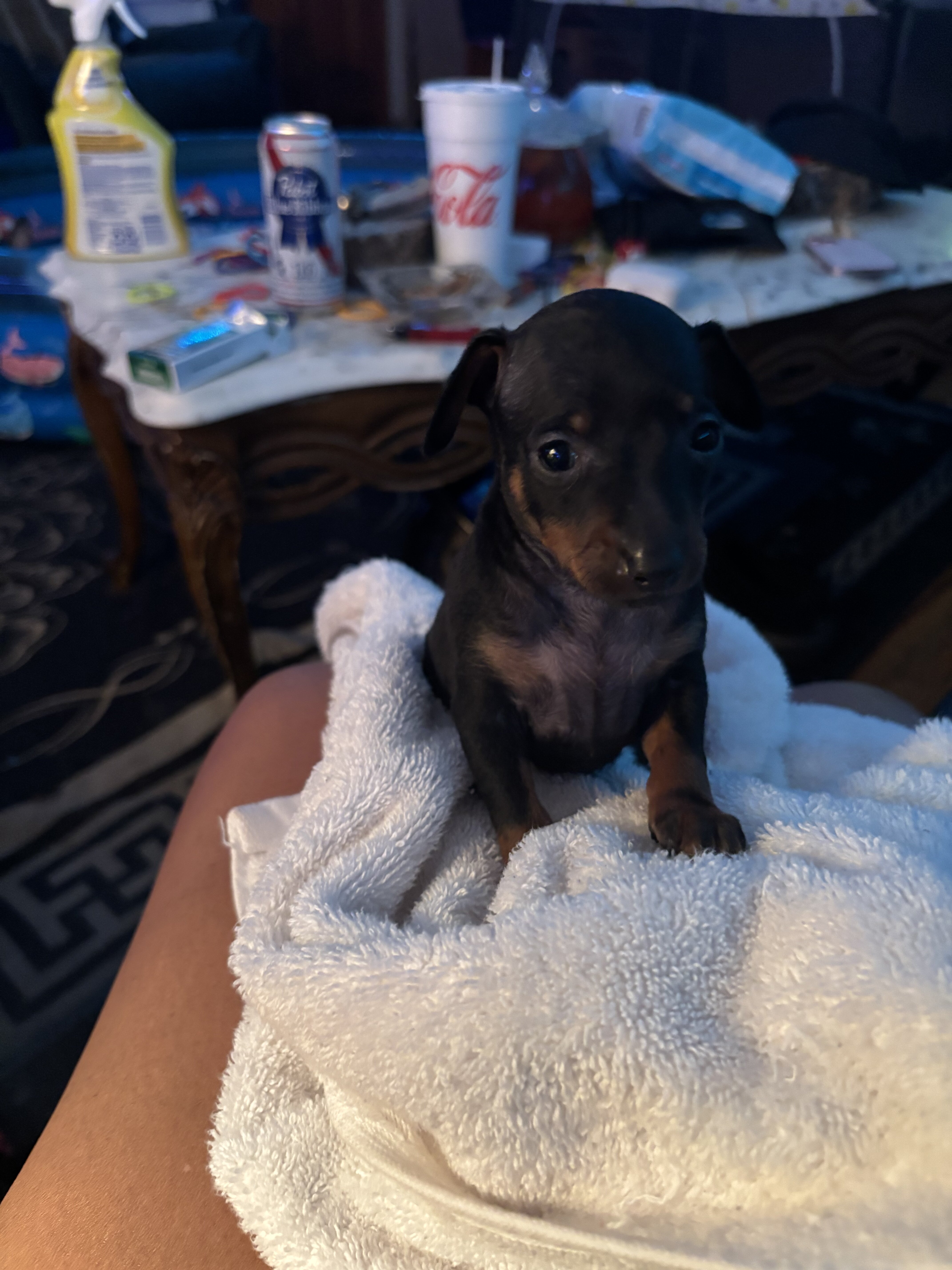 Miniature pinscher puppies image 3