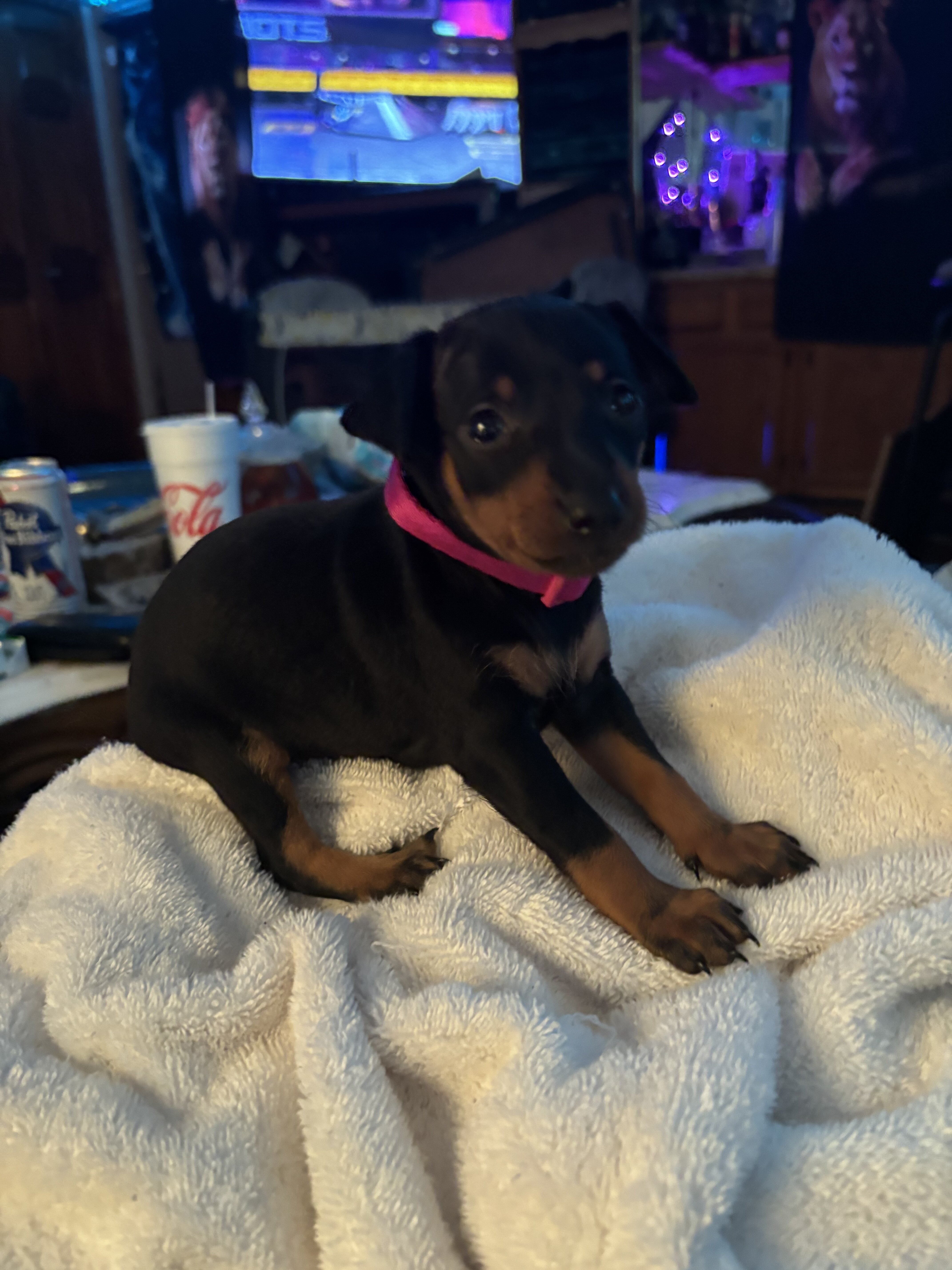 Miniature pinscher puppies image 2