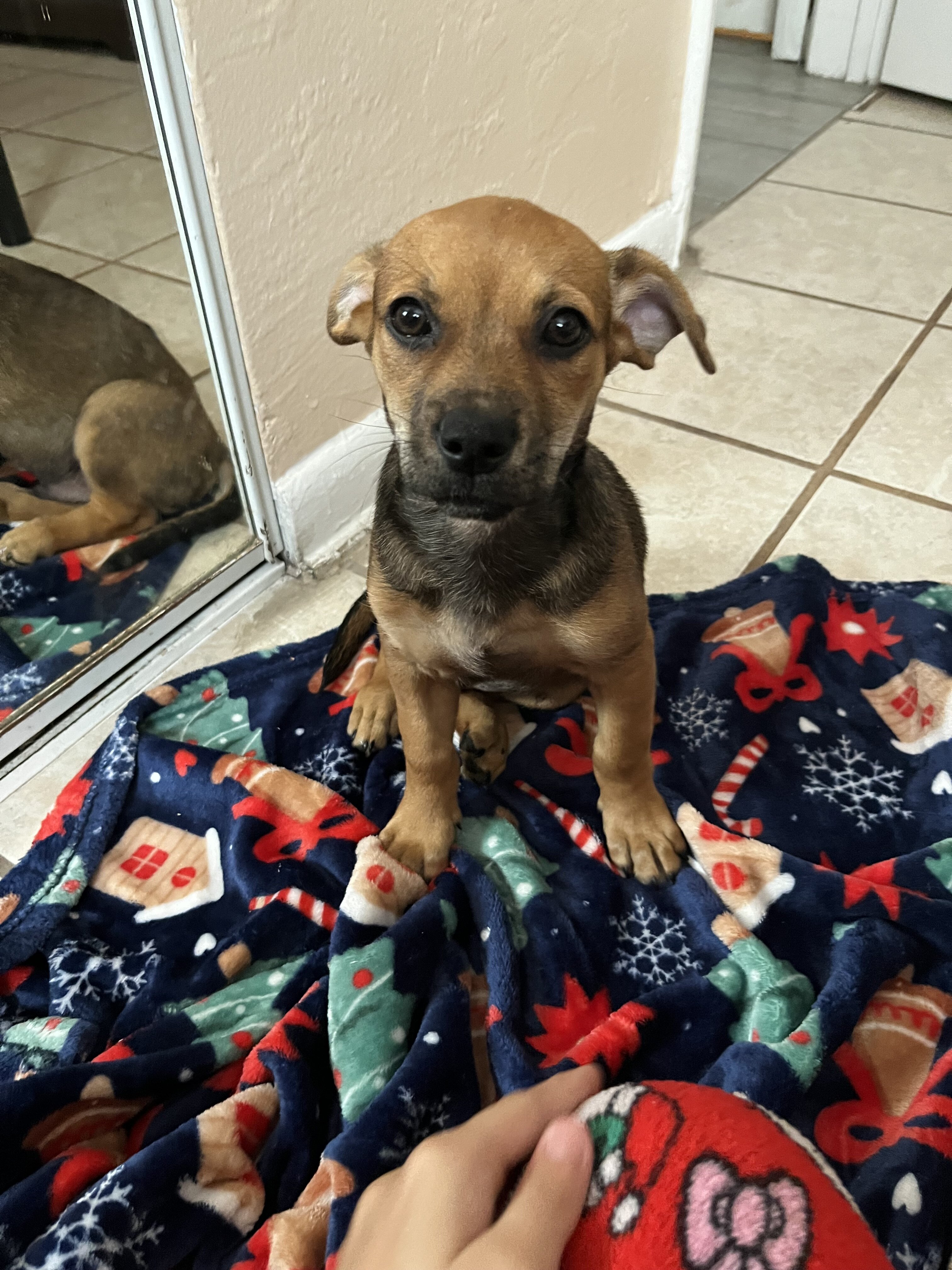 Jack Chi pupp image 4