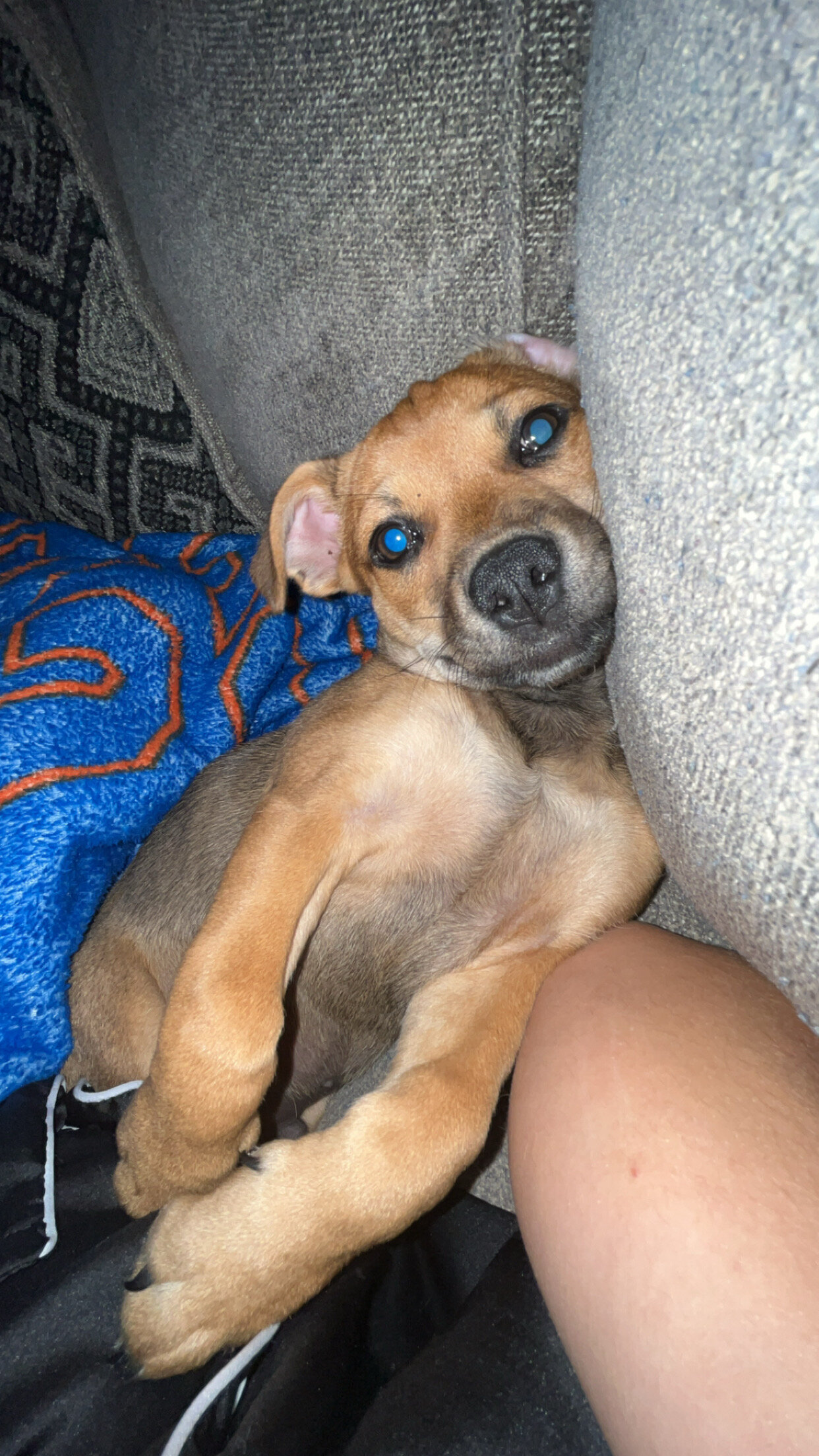 Jack Chi pupp image 3