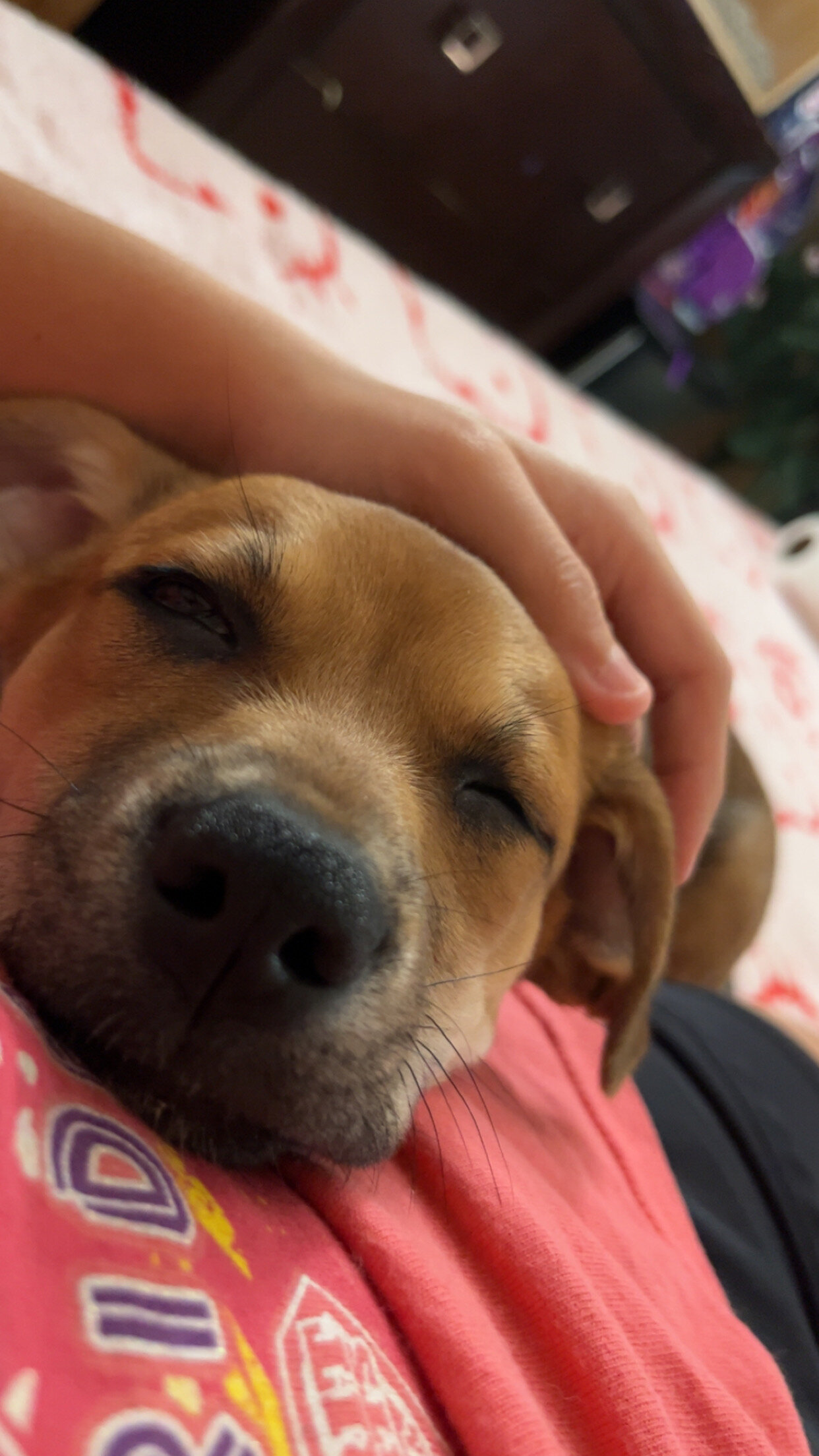Jack Chi pupp image 1