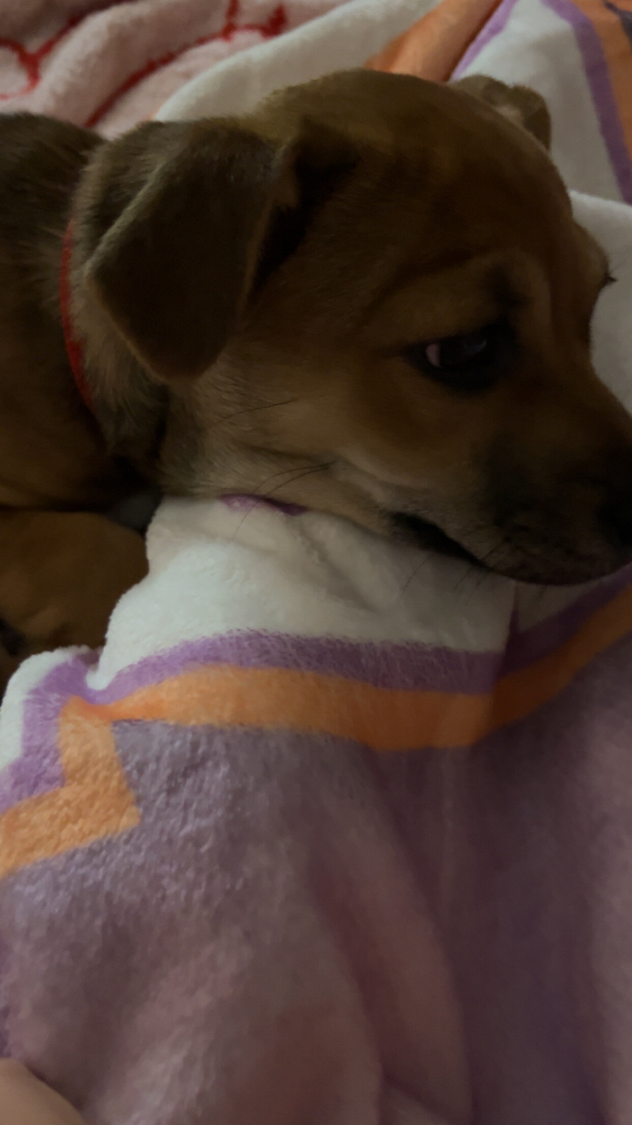 Jack Chi pupp image 2