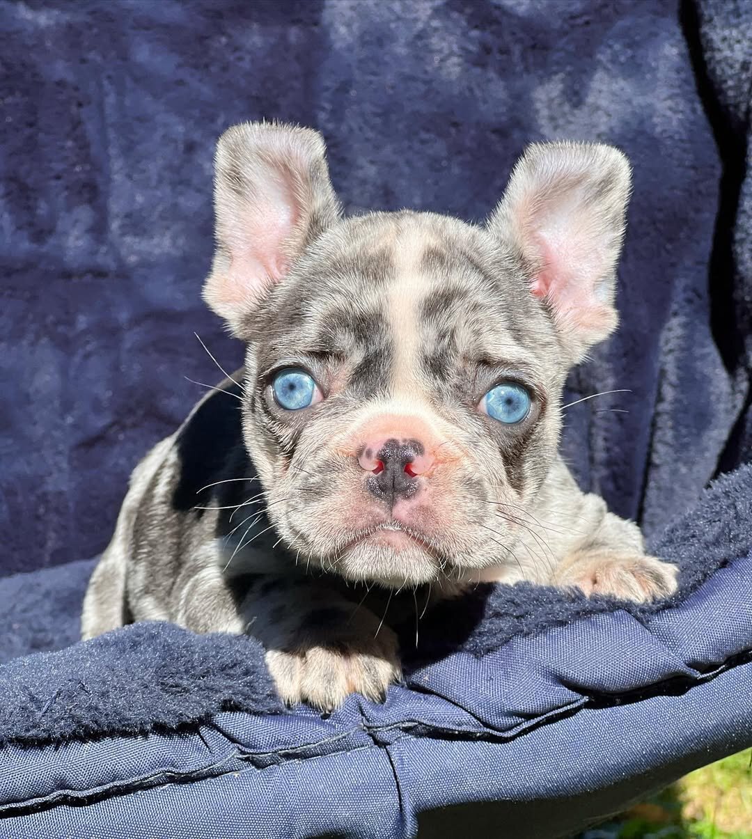 French bulldog puppies image 5