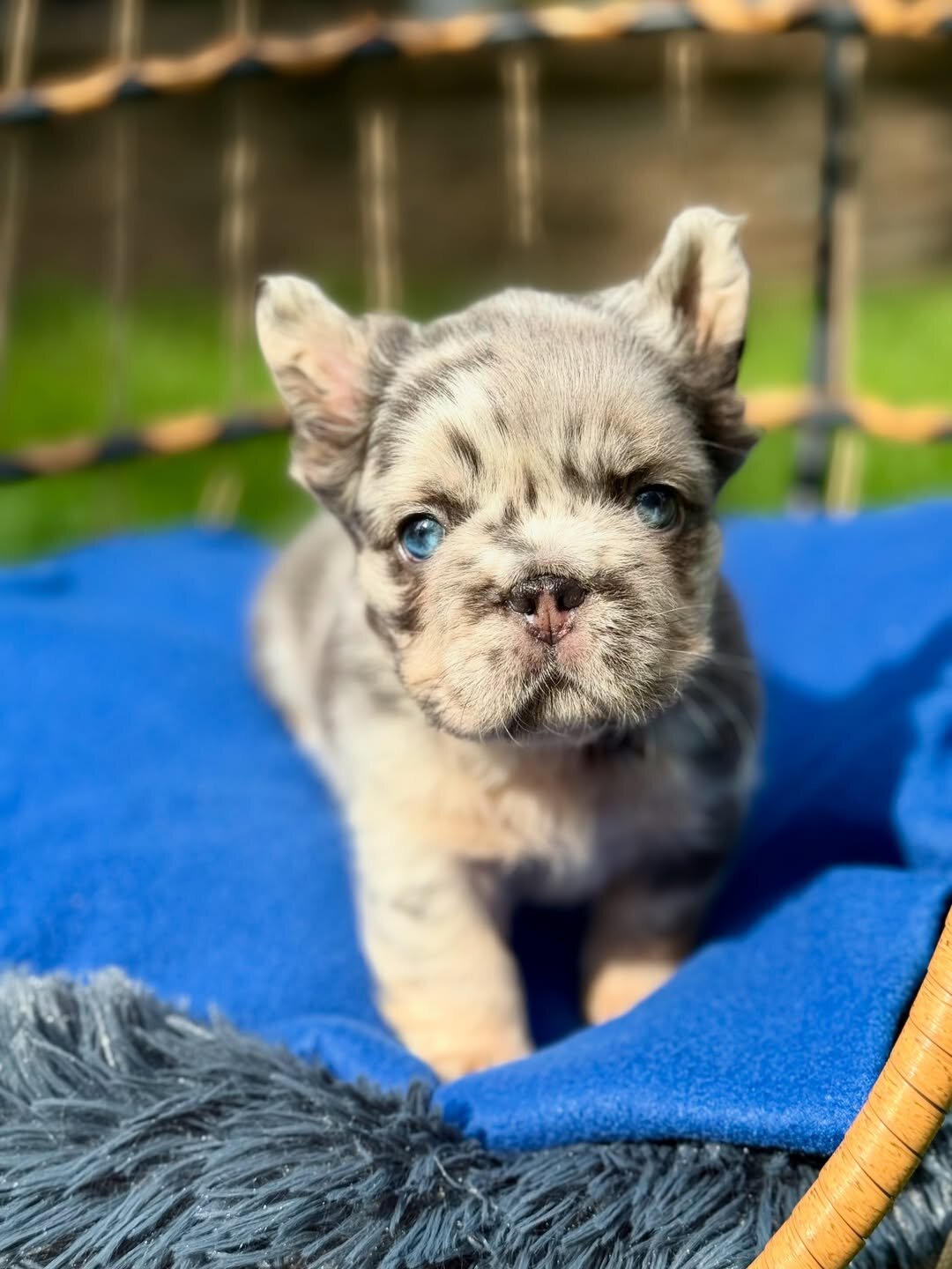 French bulldog puppies image 3
