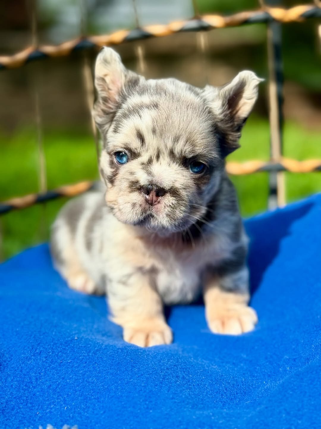 French bulldog puppies image 4
