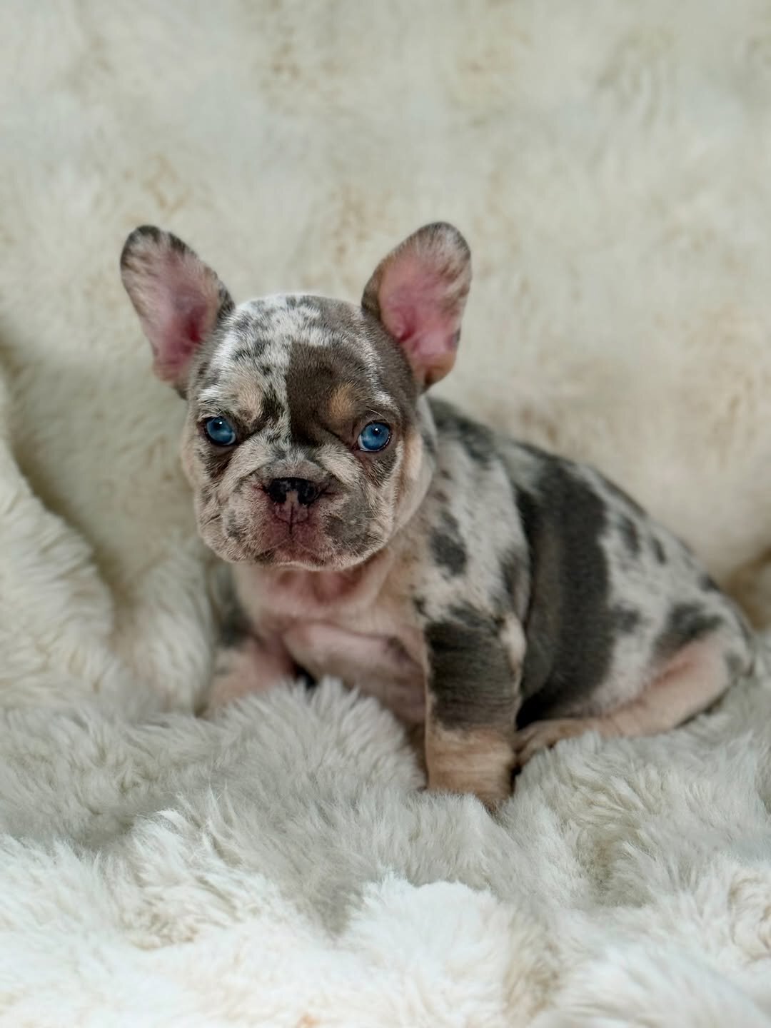 French bulldog puppies image 1