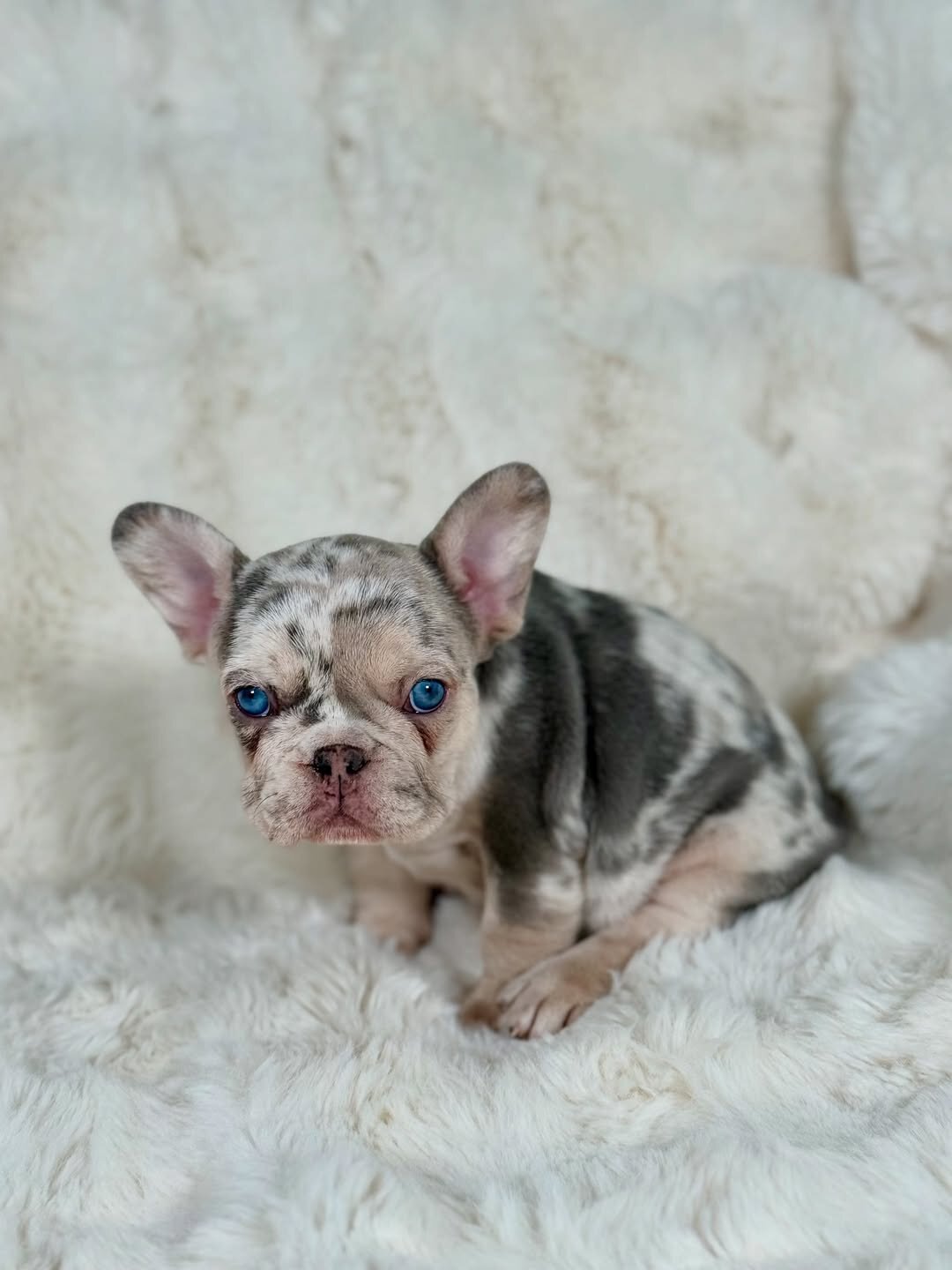 French bulldog puppies image 2