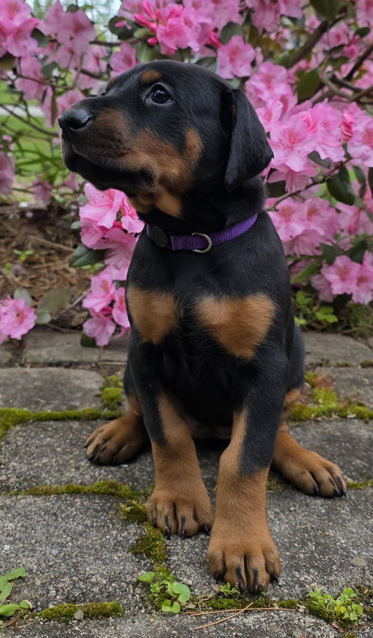 Female doberman puppies image 1