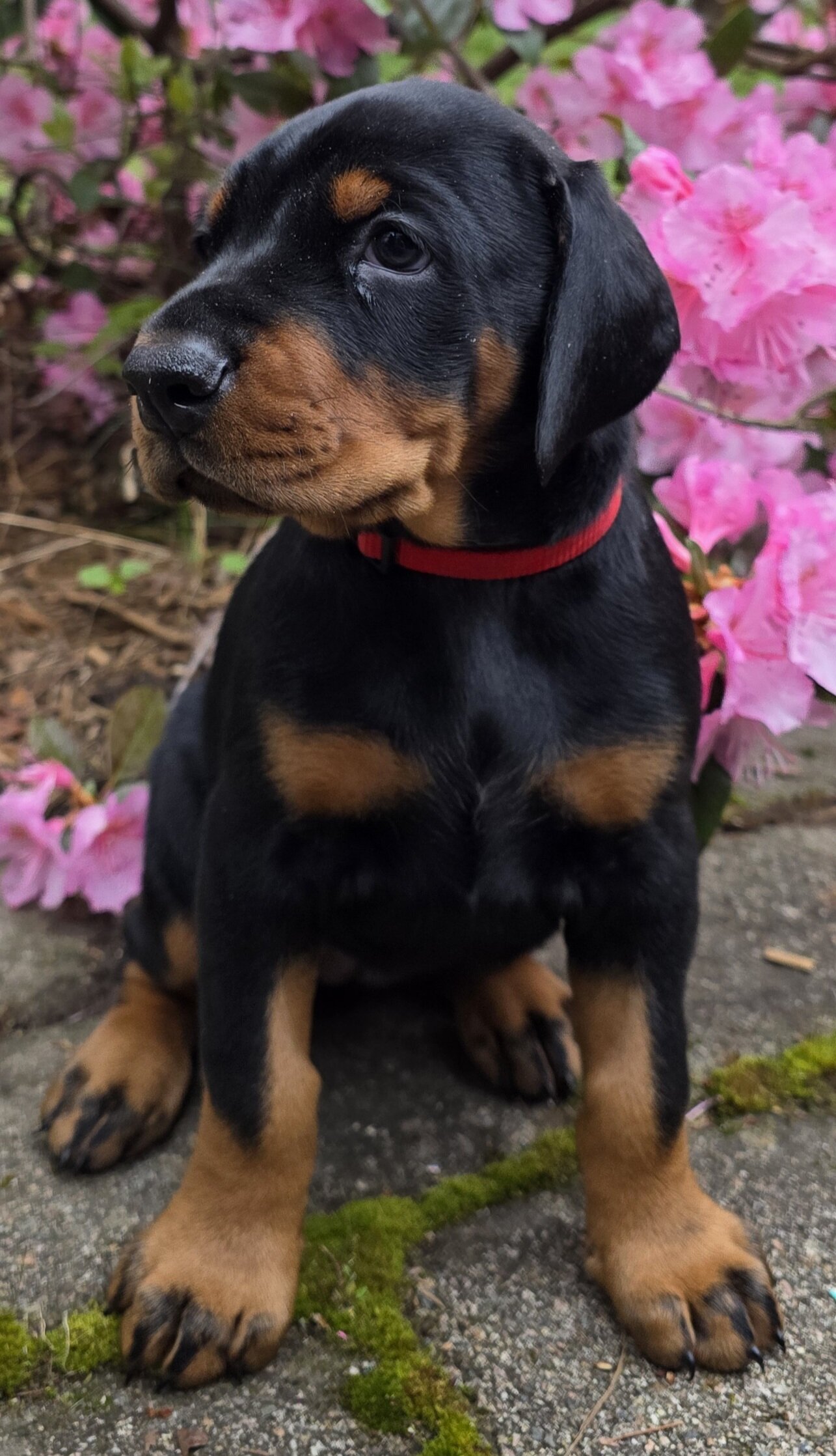 Female doberman puppies image 2