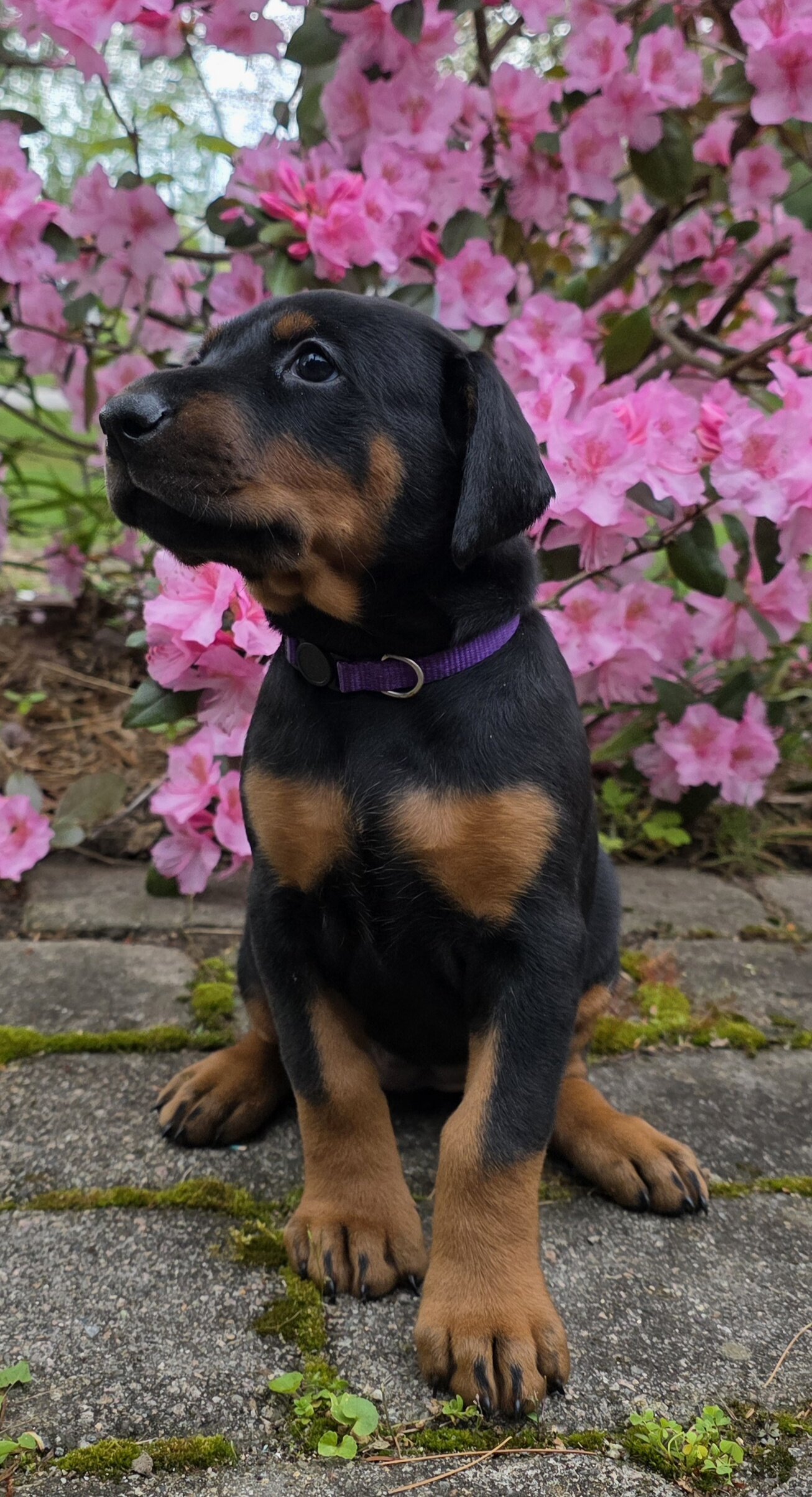 2 beautiful doberman puppies image 2