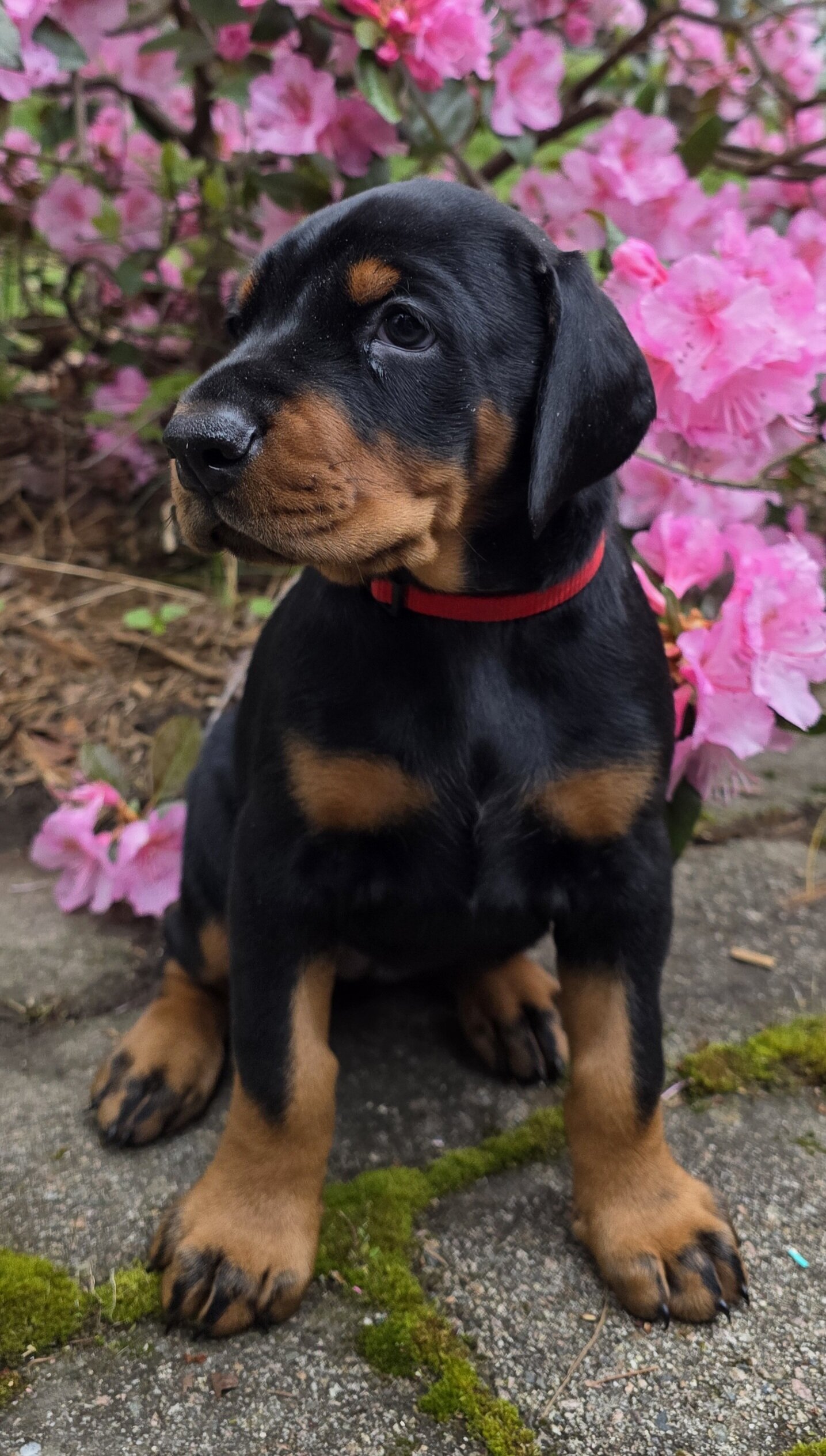 2 beautiful doberman puppies image 1